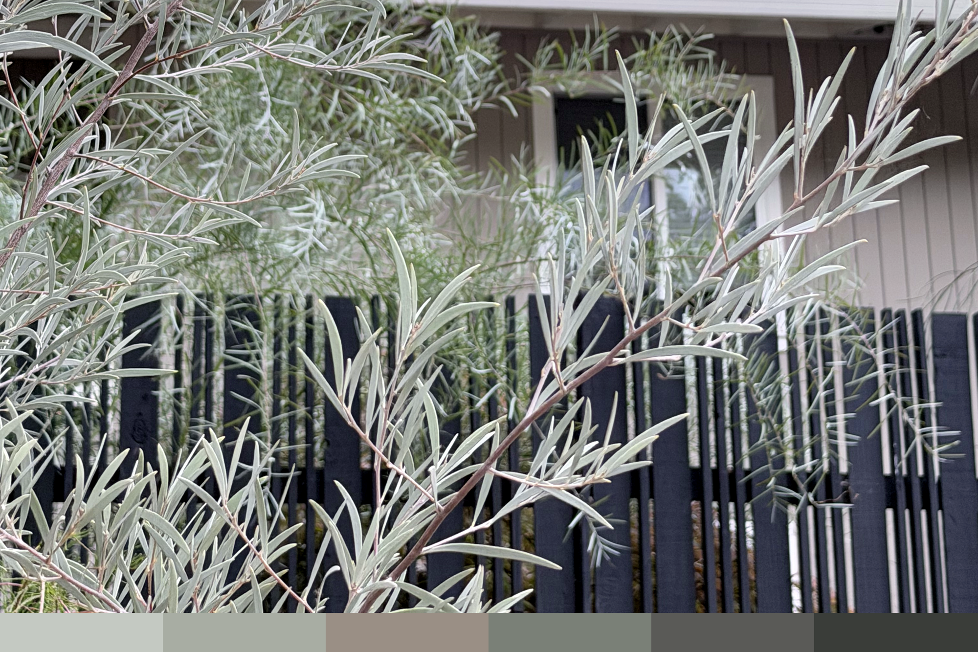 Lafayette CA | ACACIA