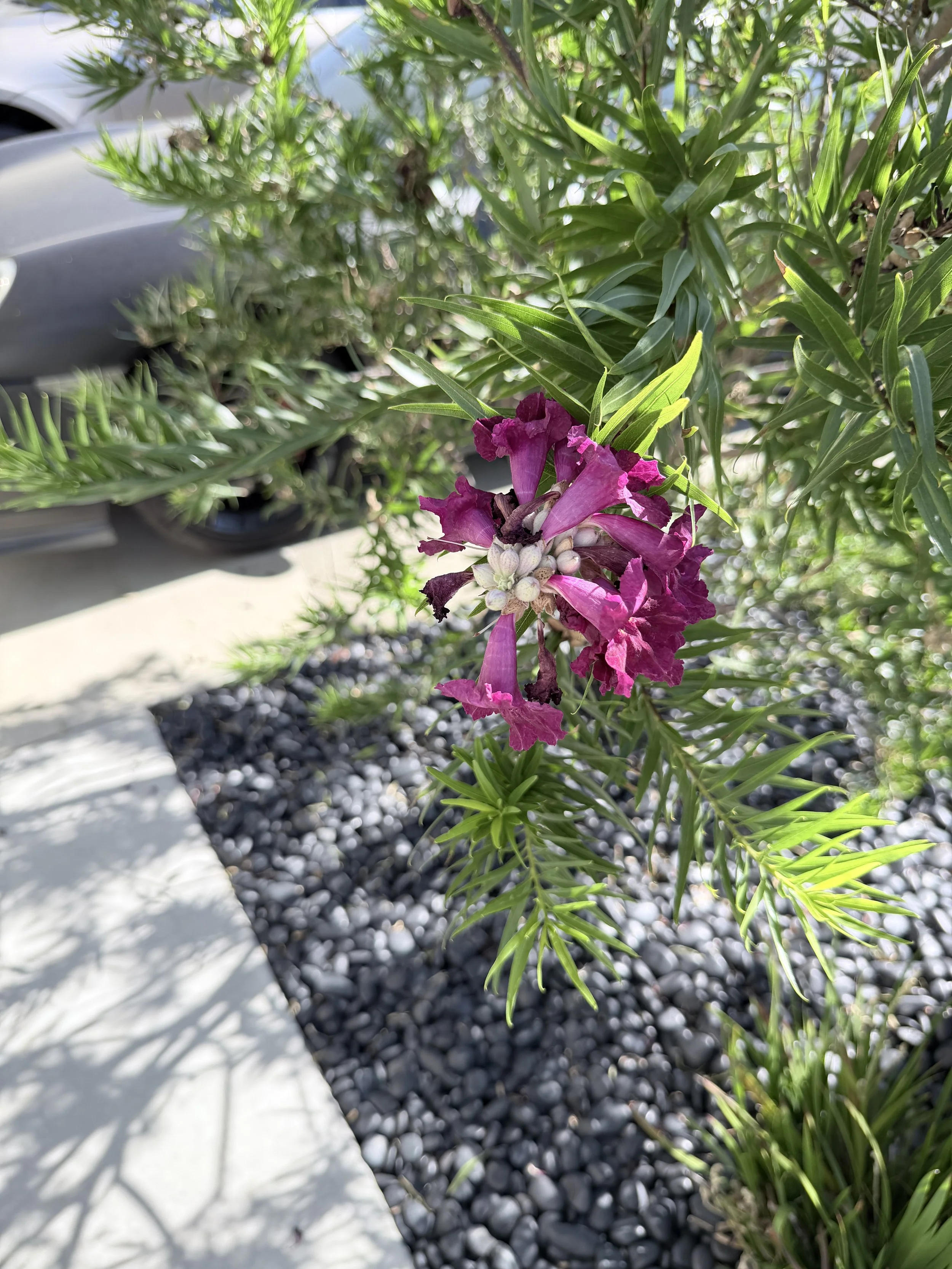 IMG_3801.jpeg