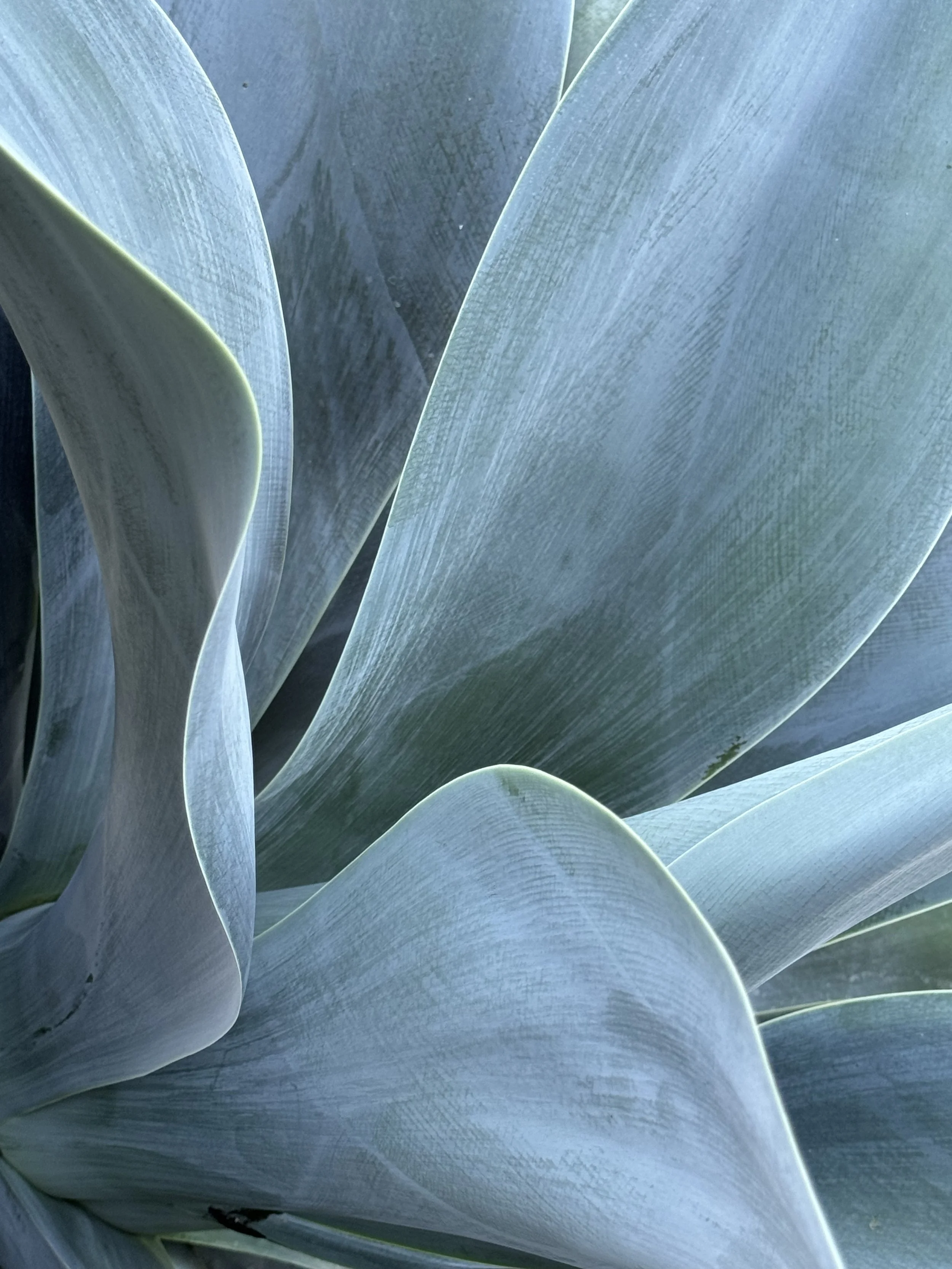 Agave attenuata at Ruth Bancroft Garden photo by Dena | Seul Terre - blue agave details texture and light