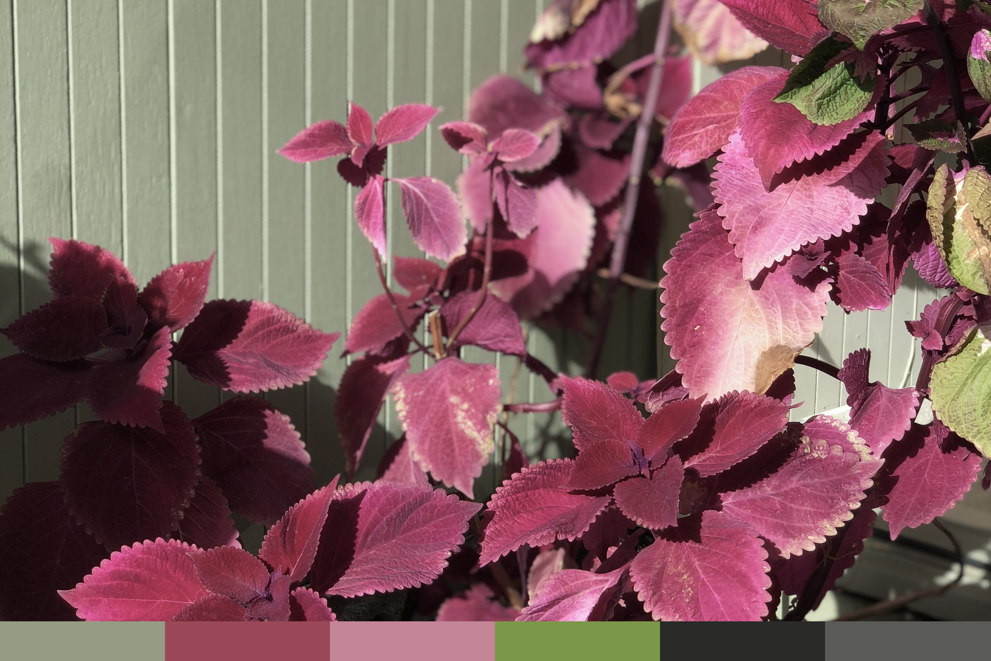 Sunnyvale CA | COLEUS