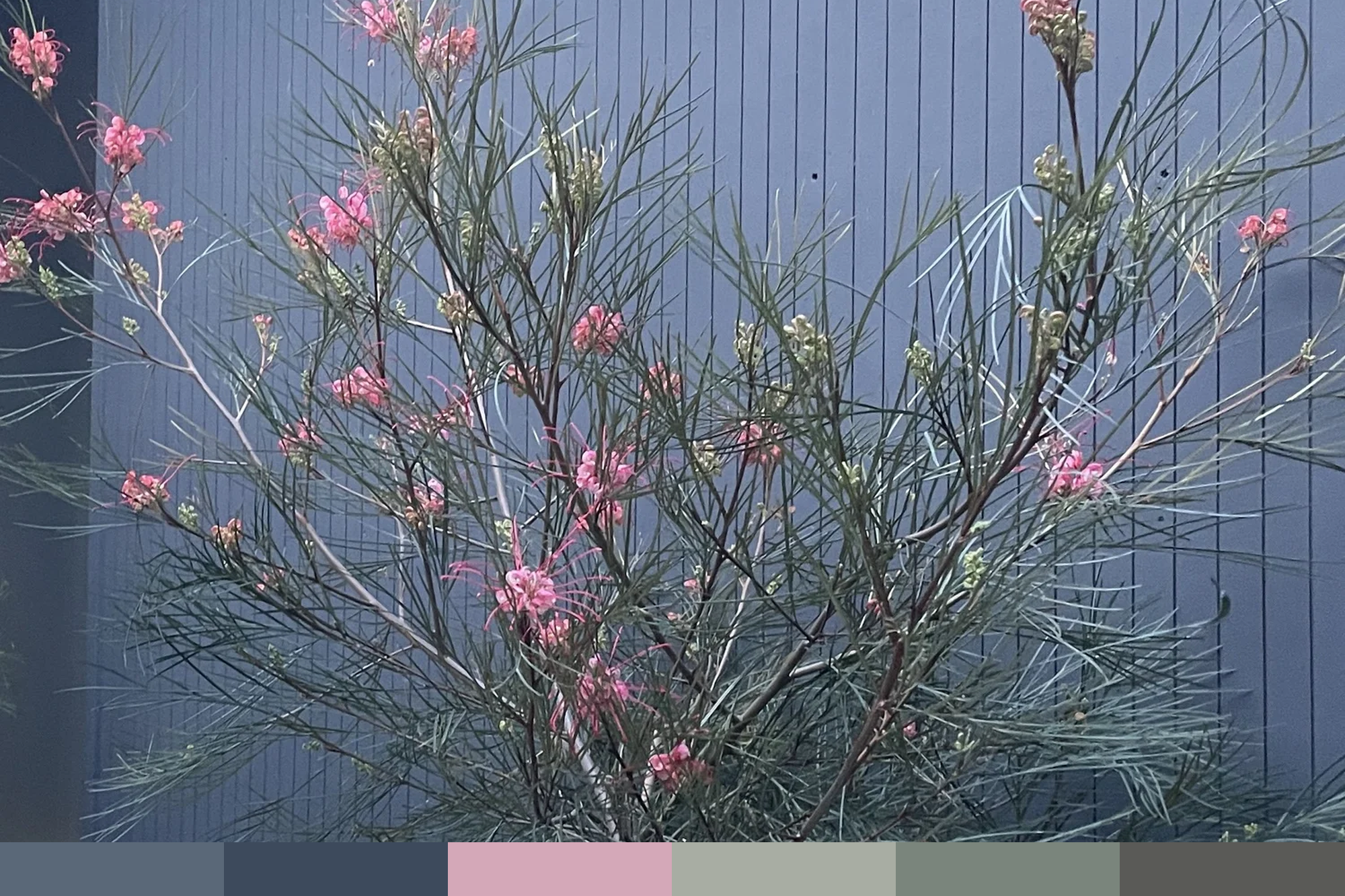 Concord CA | GREVILLEA