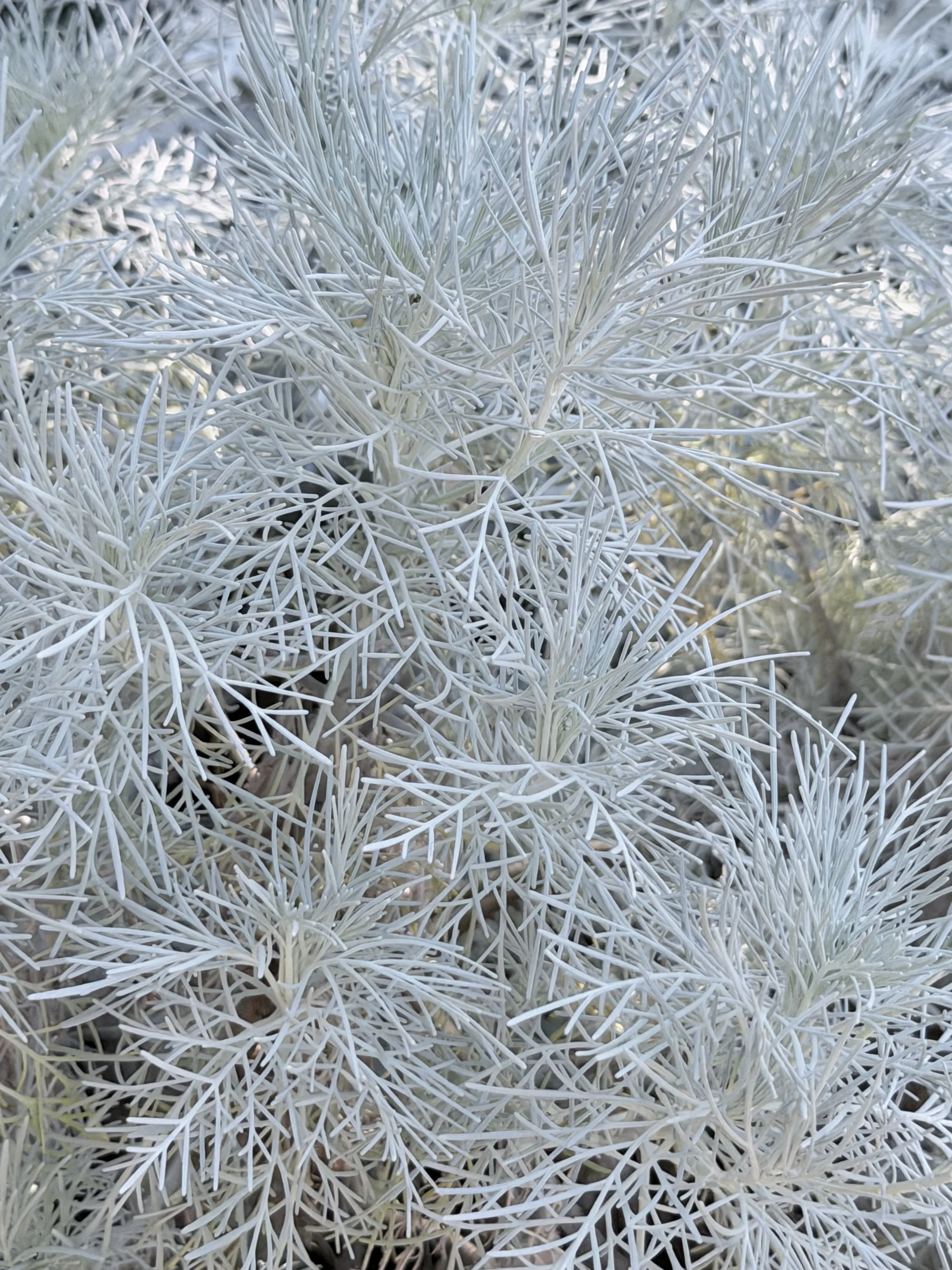 Artemisia mauiensis Makana™ 'Silver' | Maui wormwood  photo by Dena | Seul Terre
