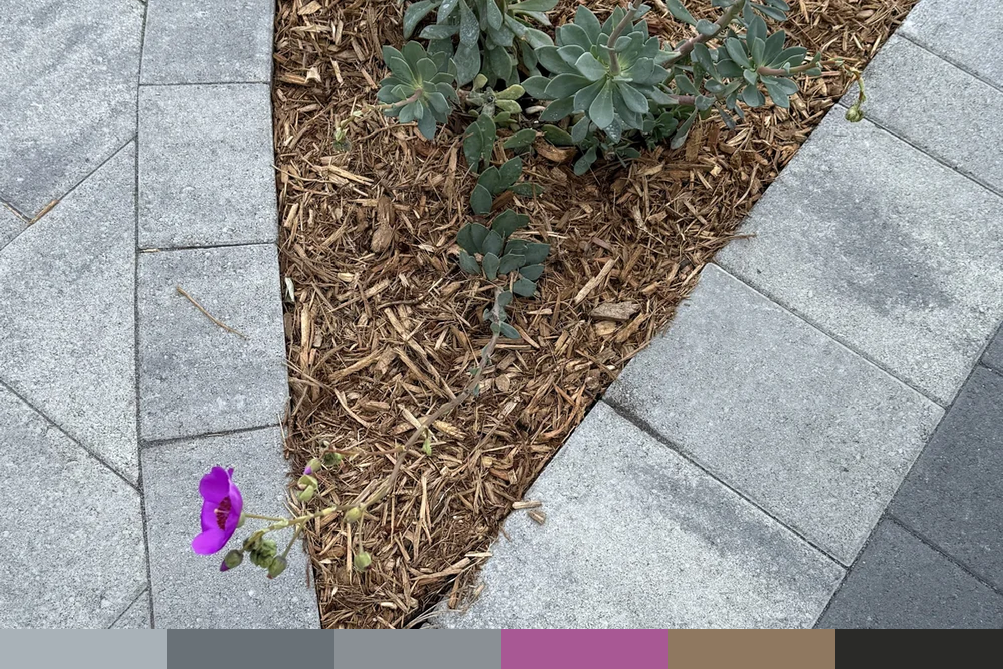 San Ramon CA | CALANDRINIA