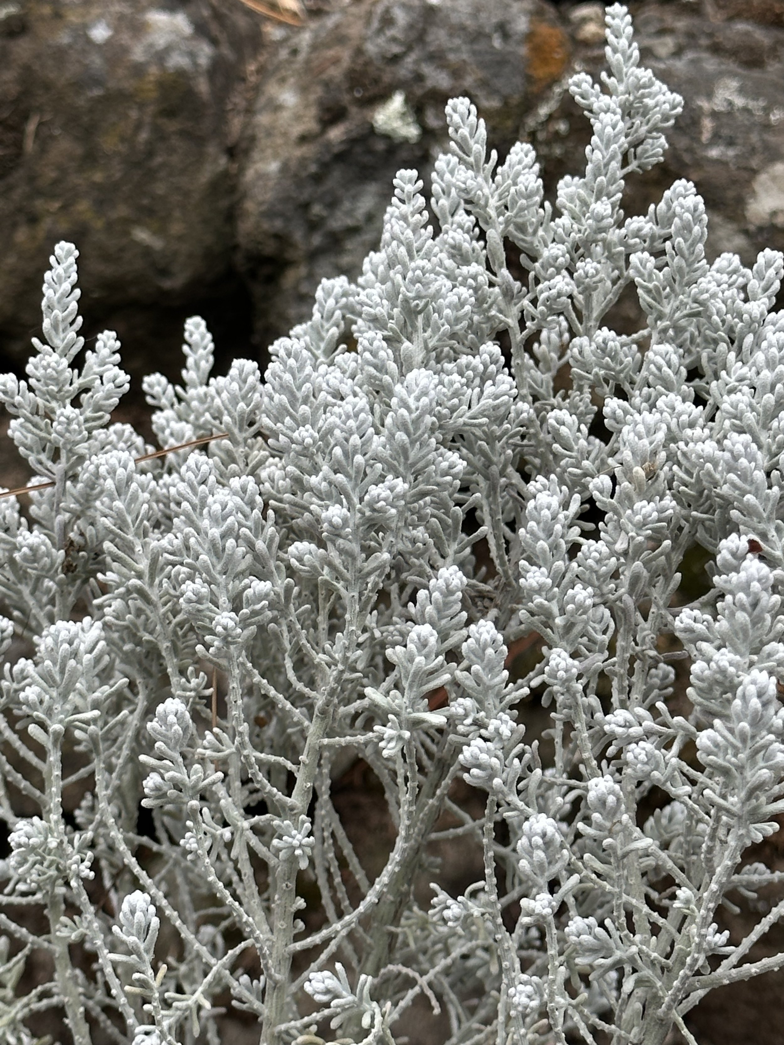Close-up of white, fuzzy, branching plant or lichen against a darkish, rocky background.