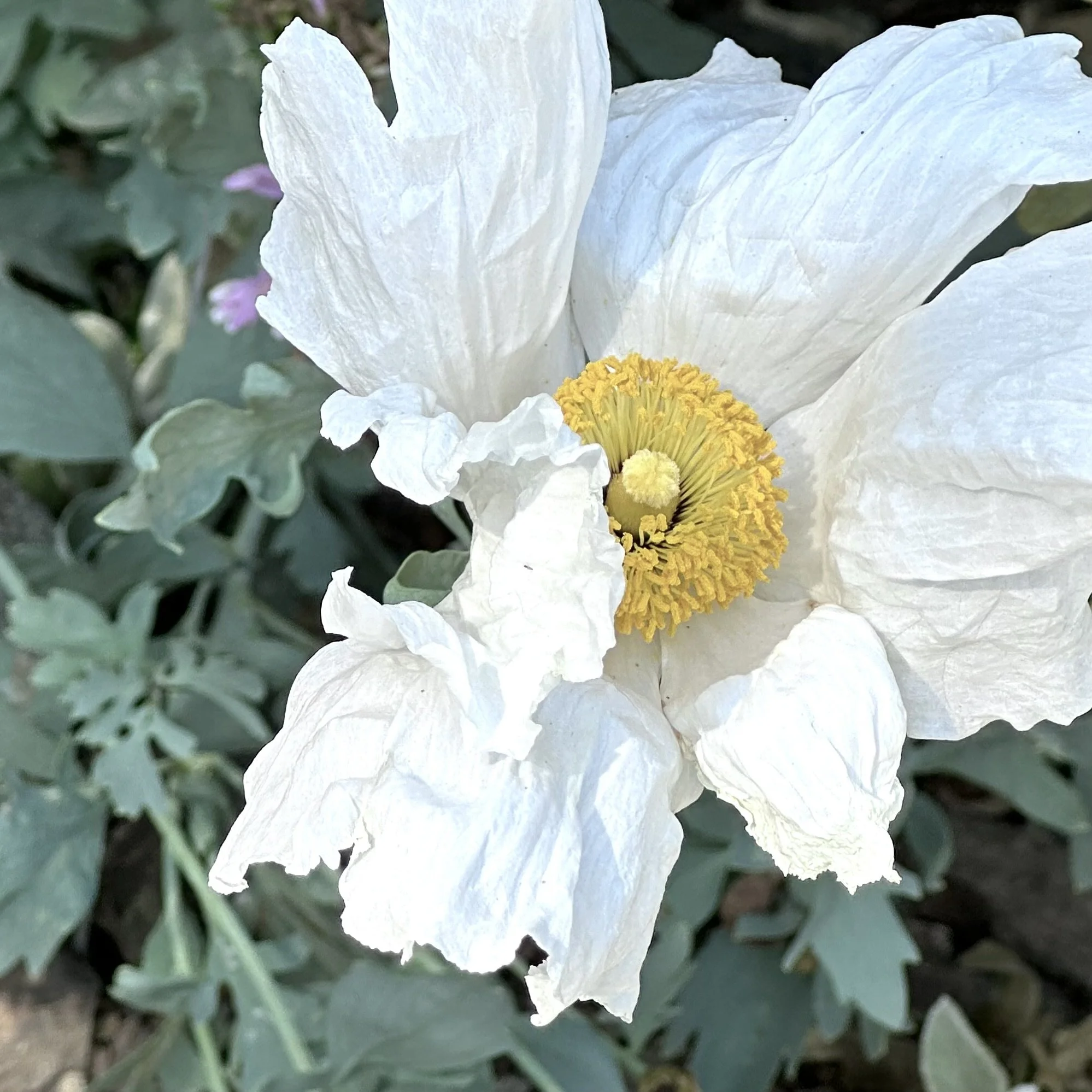 Matilija Poppy | Romneya Coulteri | by Dena | Seul Terre | Close-up of a white flower with yellow center surrounded by green leaves.