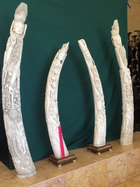 A Tale of Two Tusks (Four Actually)