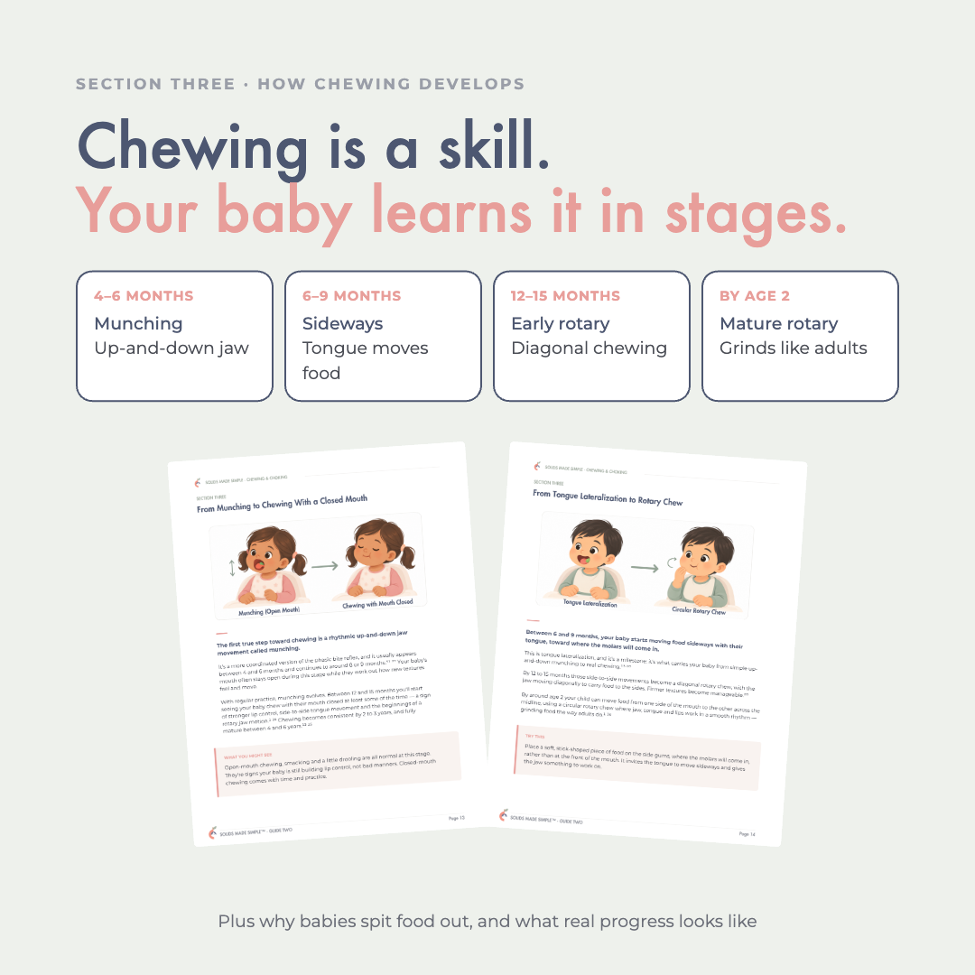 chewing-guide-03-chewing-stages.png