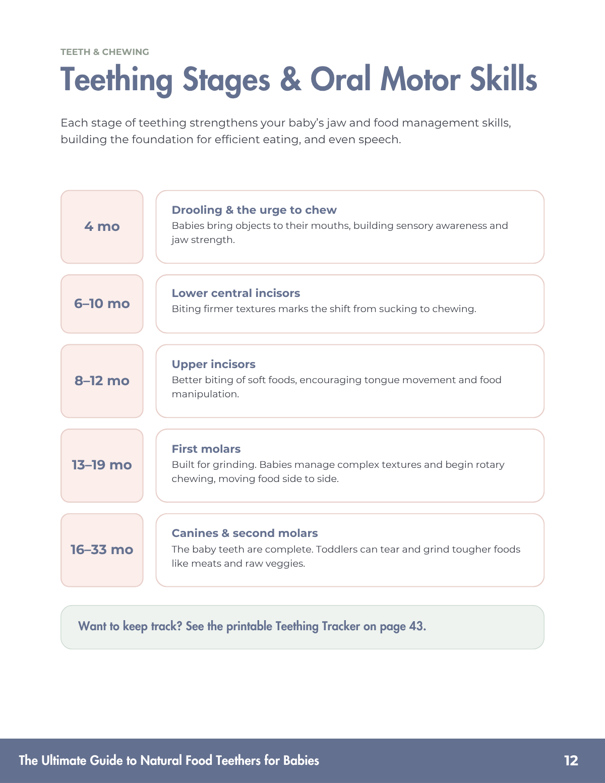 natural-food-teethers-guide-03-teething-stages.png
