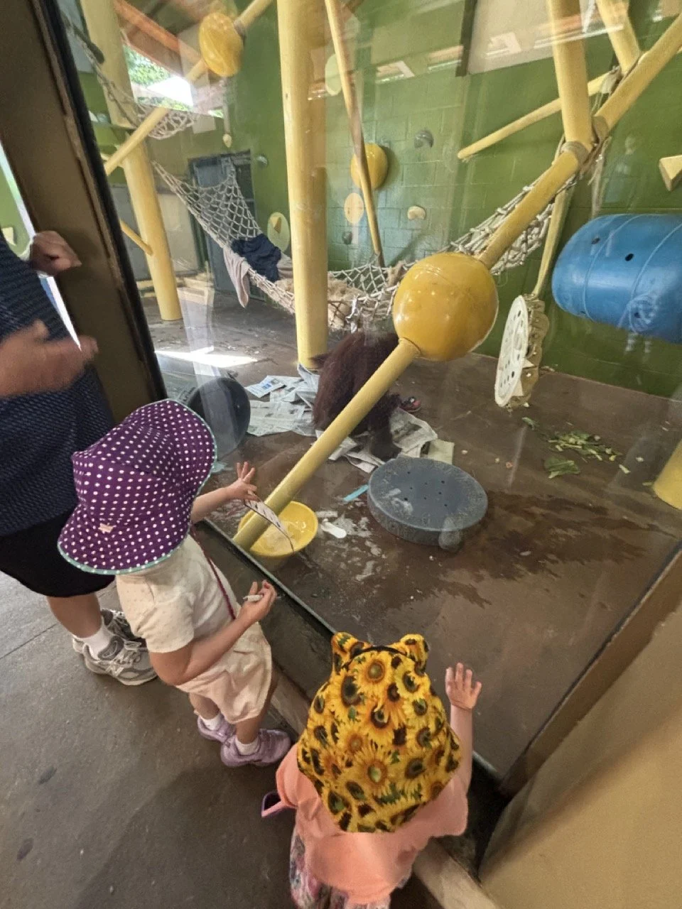 Kansas City Zoo Orangutan Exhibit2.jpeg