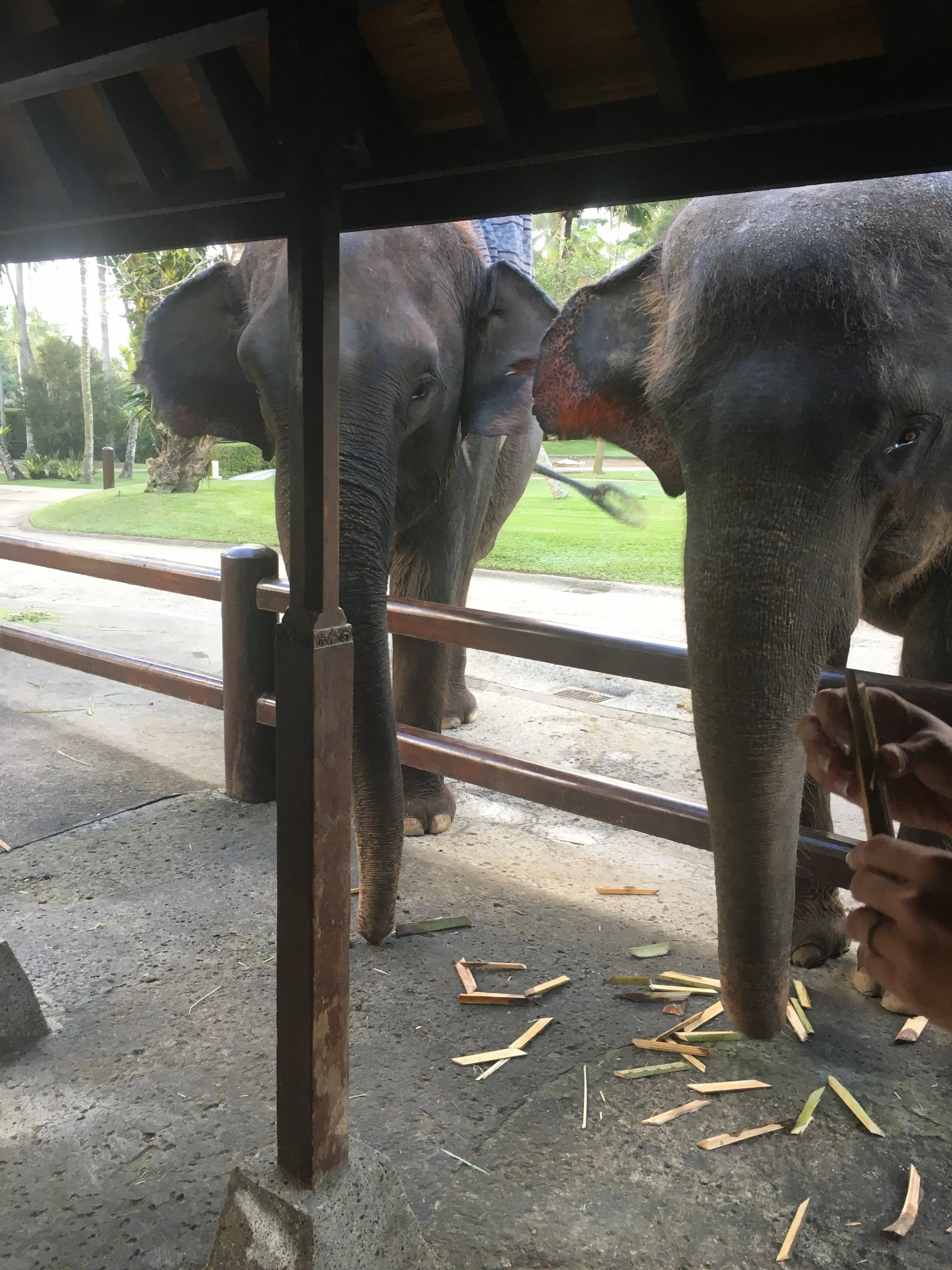 Indonesia-Bali Elephant Sanctuary.JPG