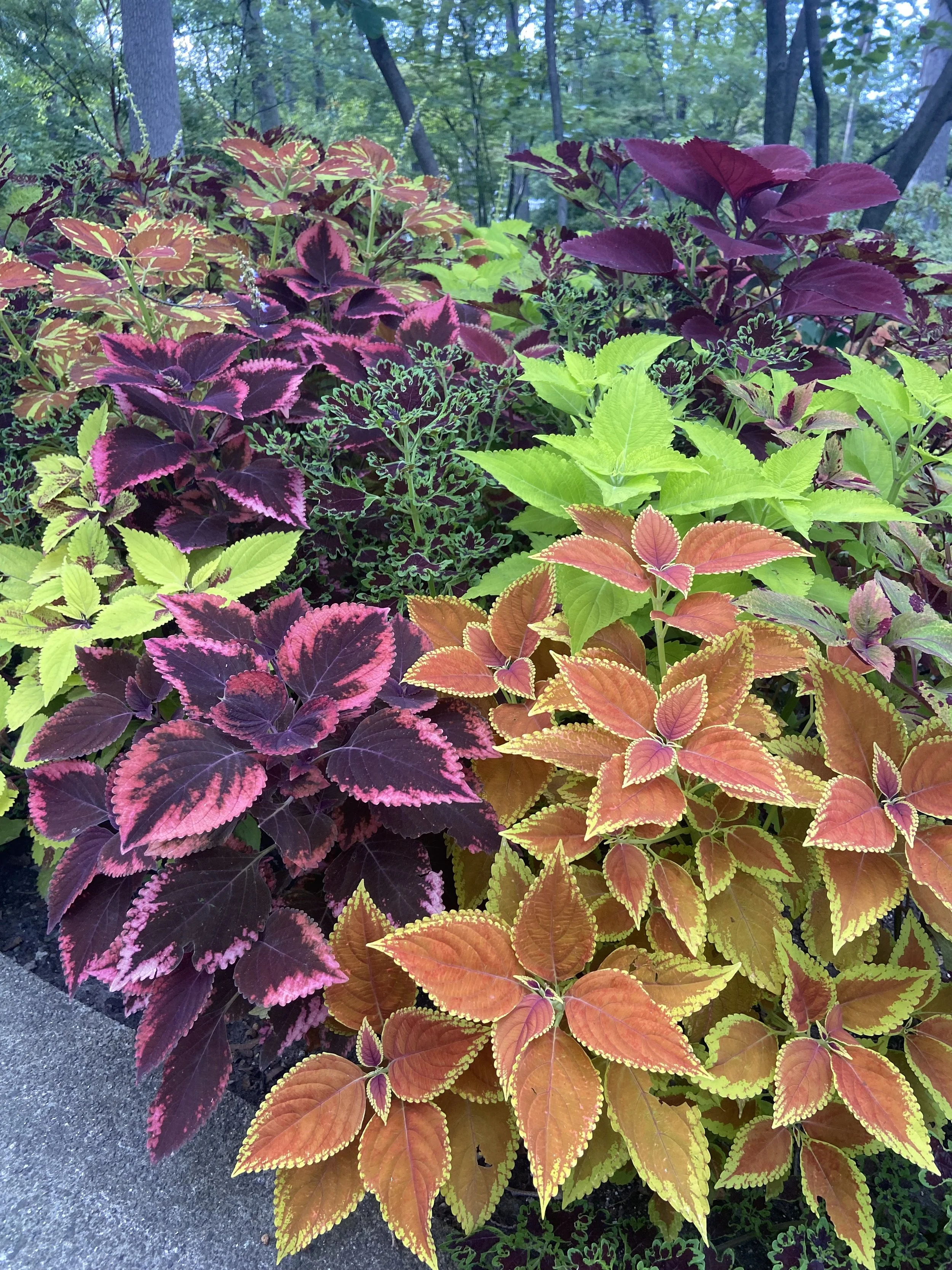 Ohio-Toledo Botanic Garden Flowers.jpeg