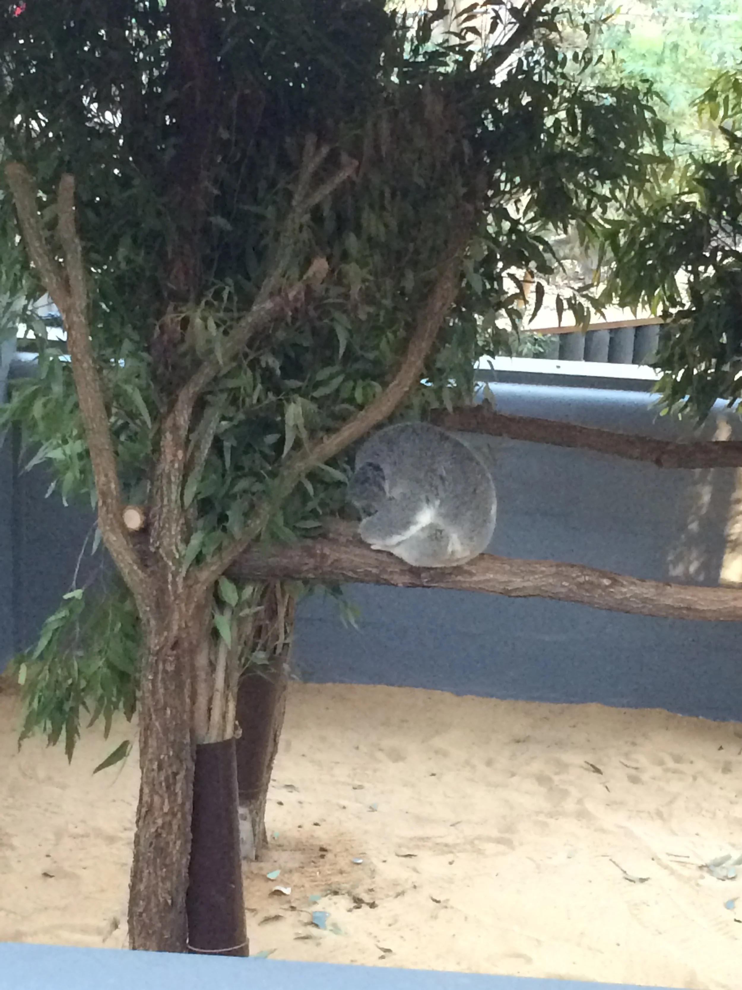 Australia-Lone Pine Koala Sanctuary-Sleeping Curled Koala.JPG