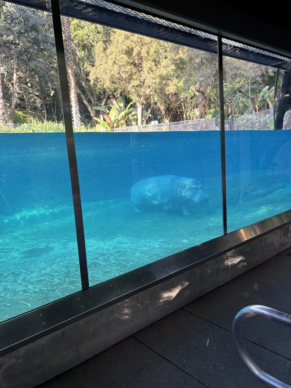 San Diego Zoo underwater Hippo.jpeg