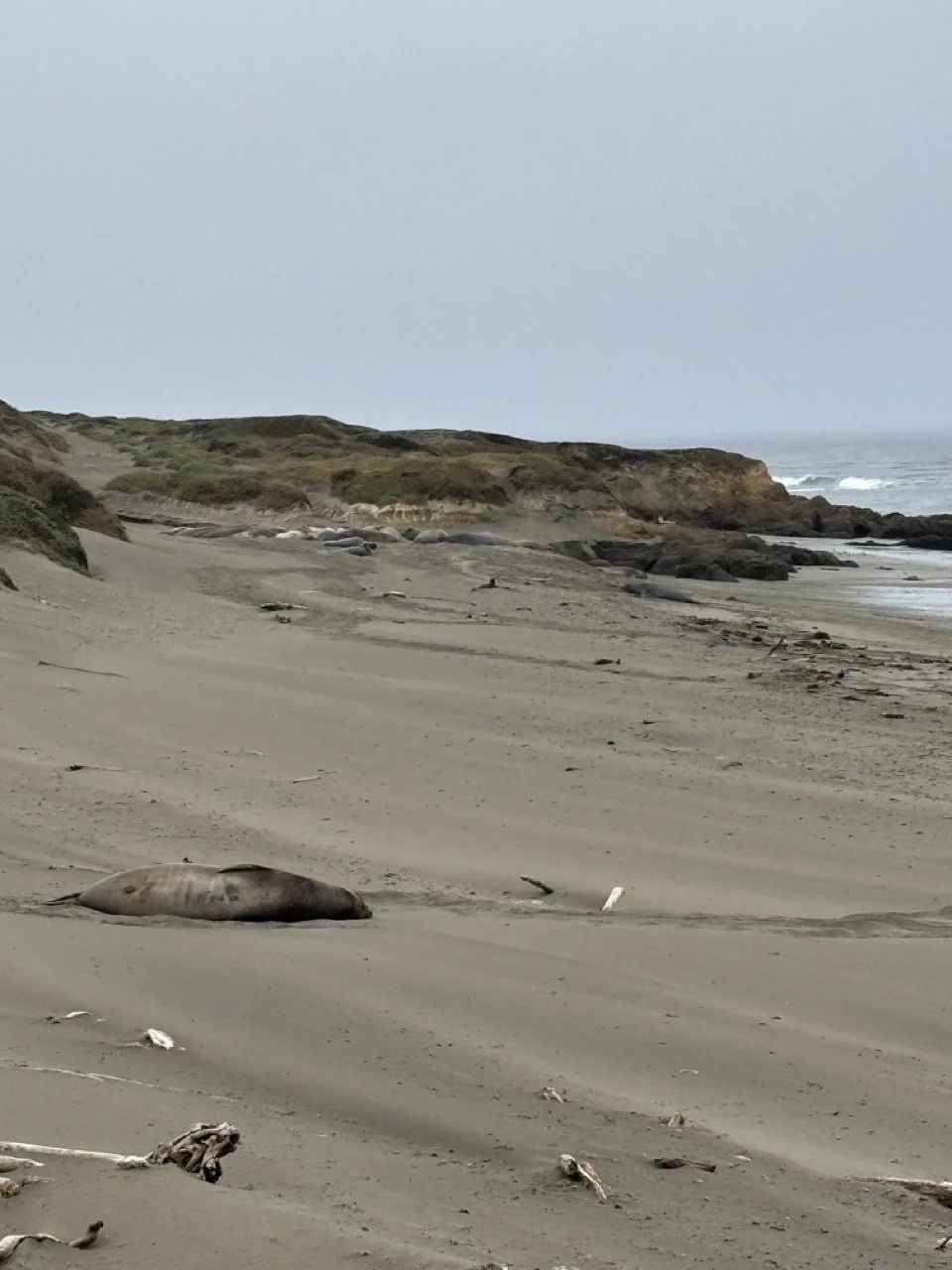 Central Coast California Elephant Seals lookout point Pacific Ocean.jpeg