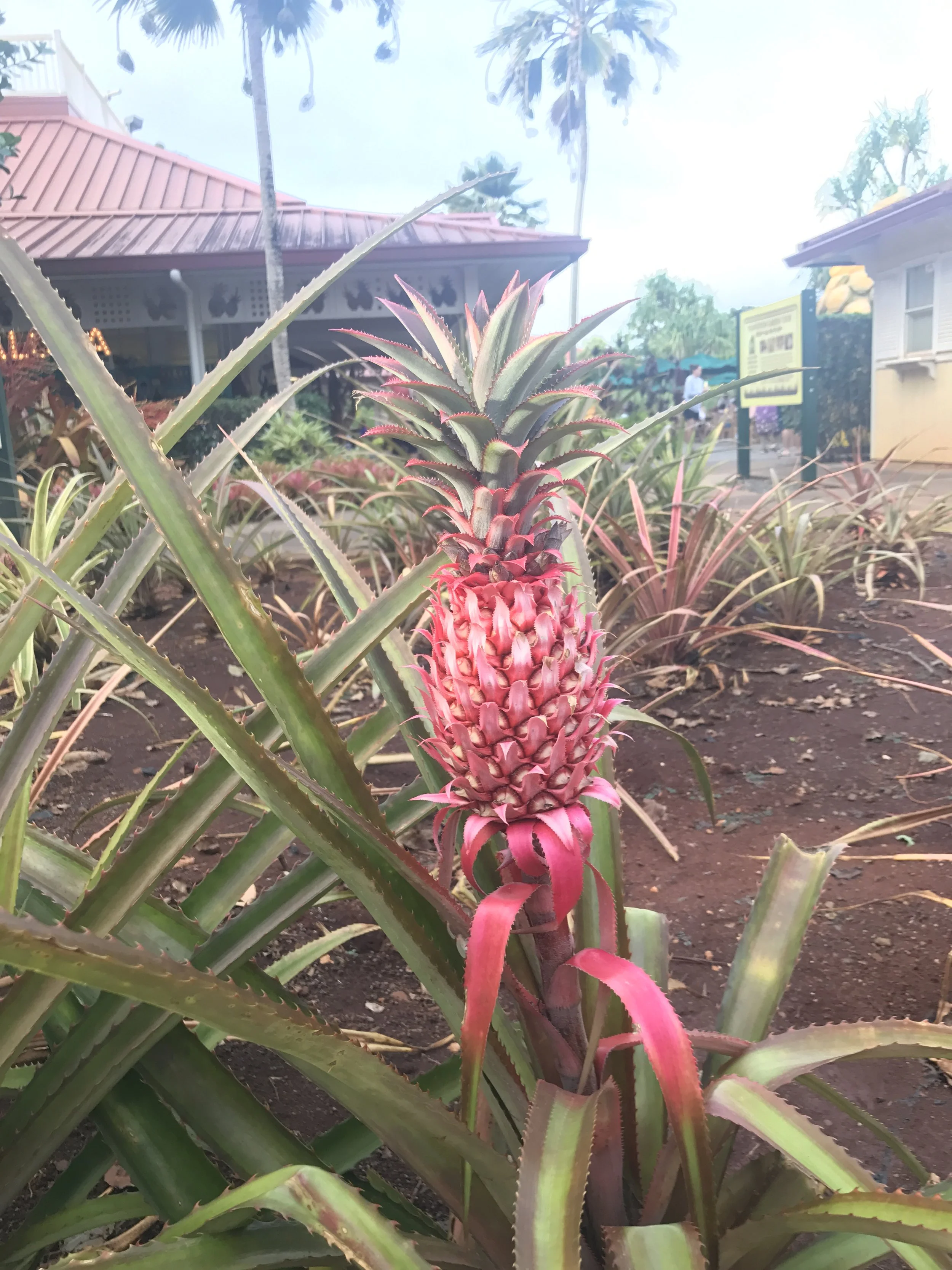Oahu-Dole Pink Pineapple.JPG