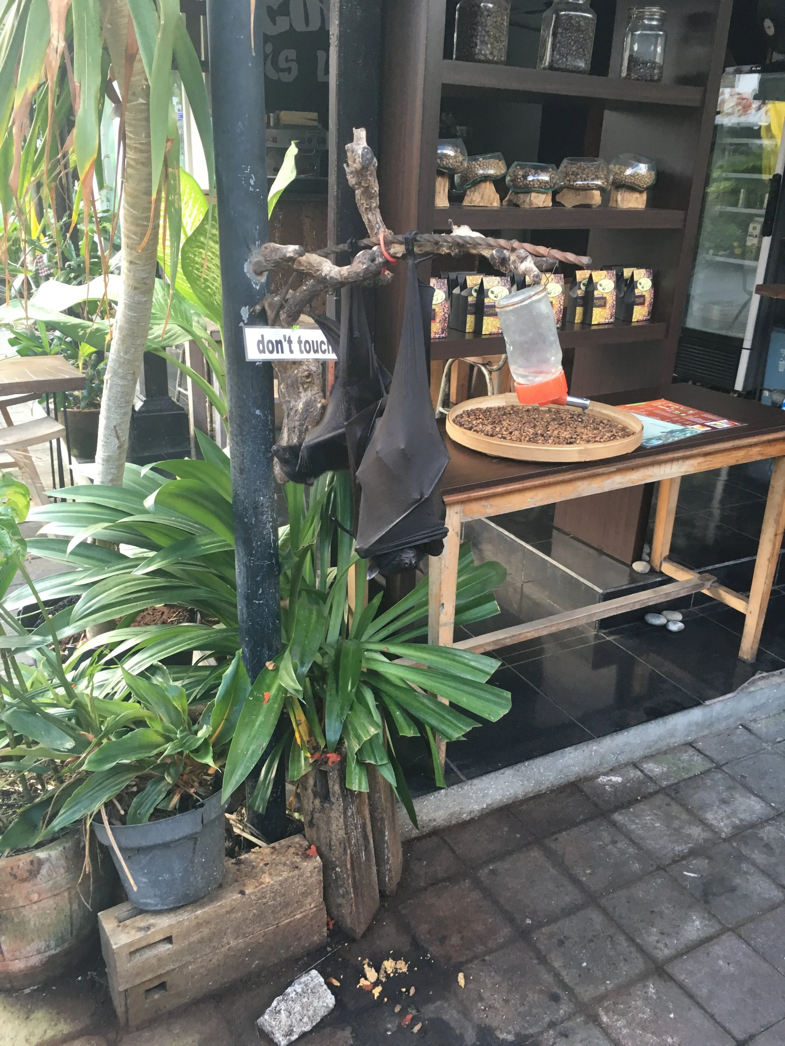 Indonesia-Bali-Giant Bat.JPG