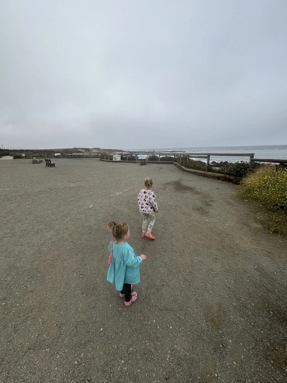 Central Coast Elephant Seal Lookout Point Pathway Pacific Ocean.jpeg