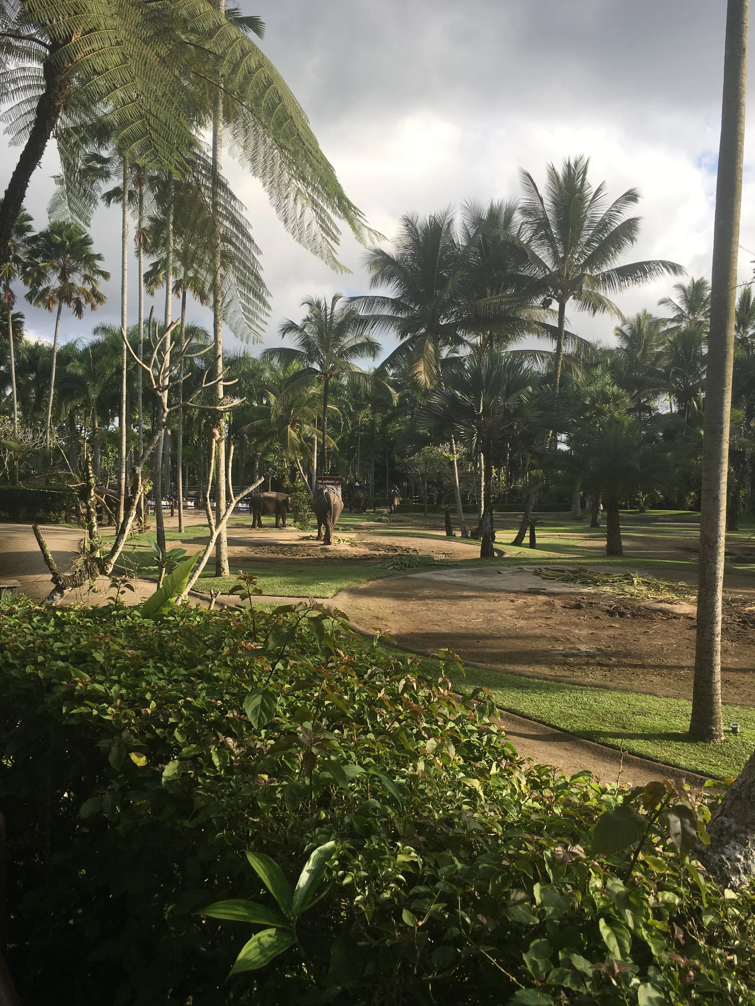 Indonesia-Bali-Elephants in sanctuary.JPG