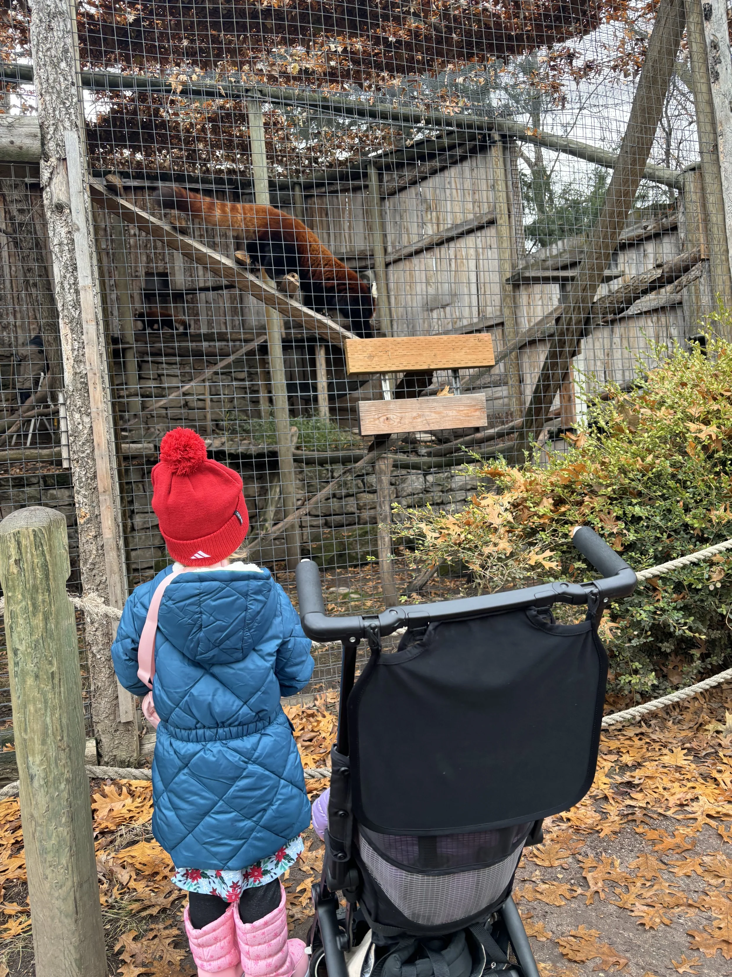 Zoo Boise Red Panda.jpeg
