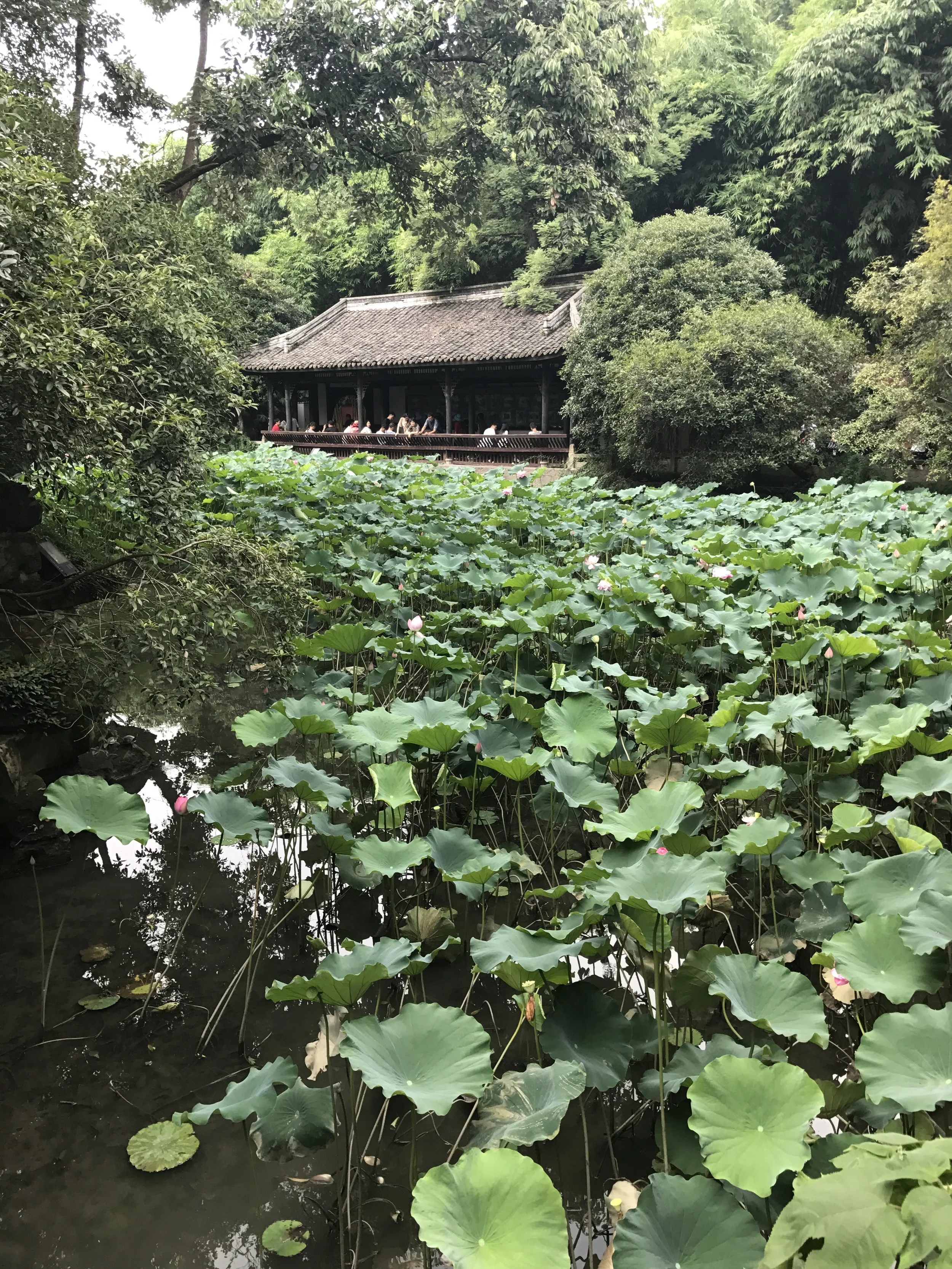 Chengdu China lilypads.JPG