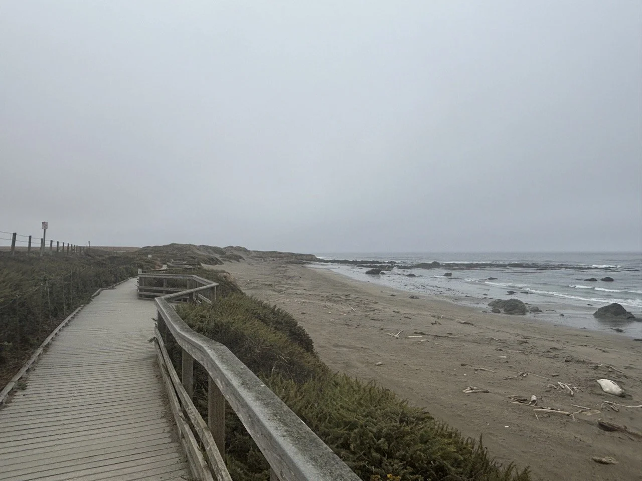 Central Coast California Elephant Seal Beach View.jpeg