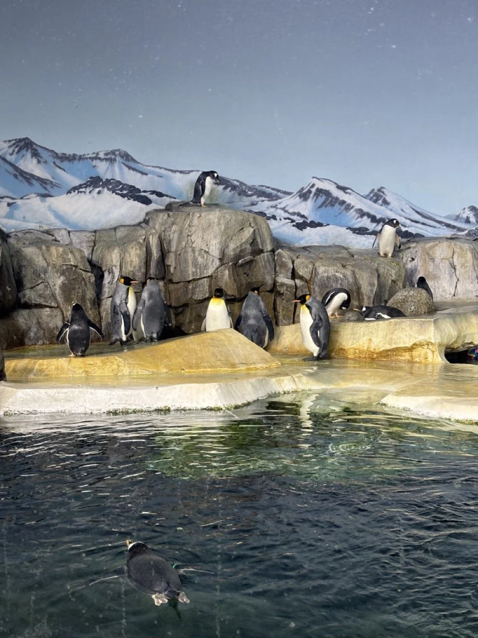 Kansas City Zoo penguins.jpeg