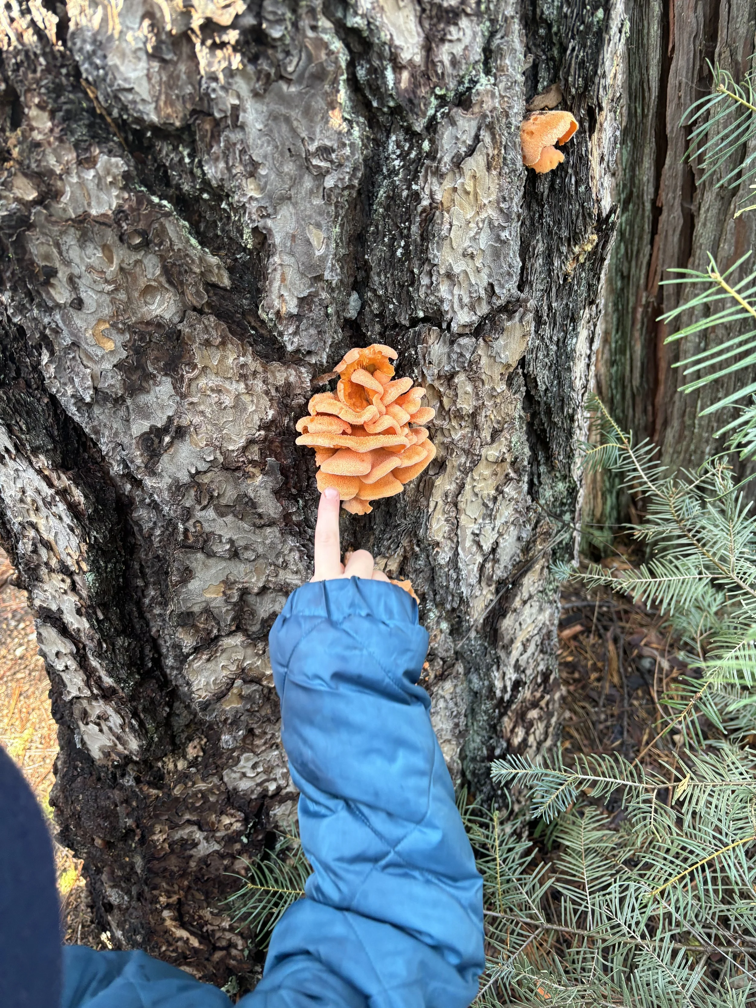 Yosemite Mushrooms fungus hike toddlers.jpeg