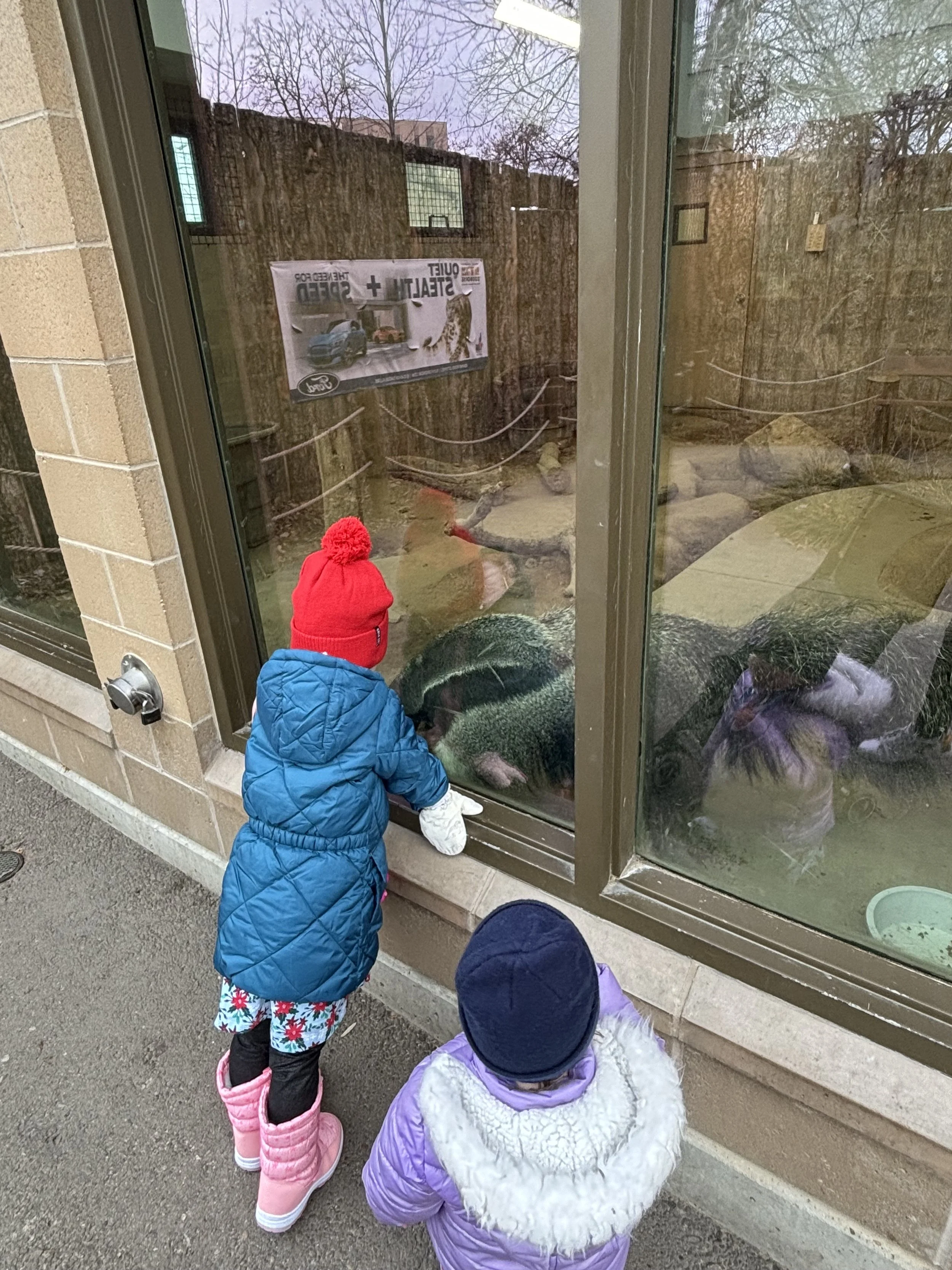 Zoo Boise Anteater.jpeg