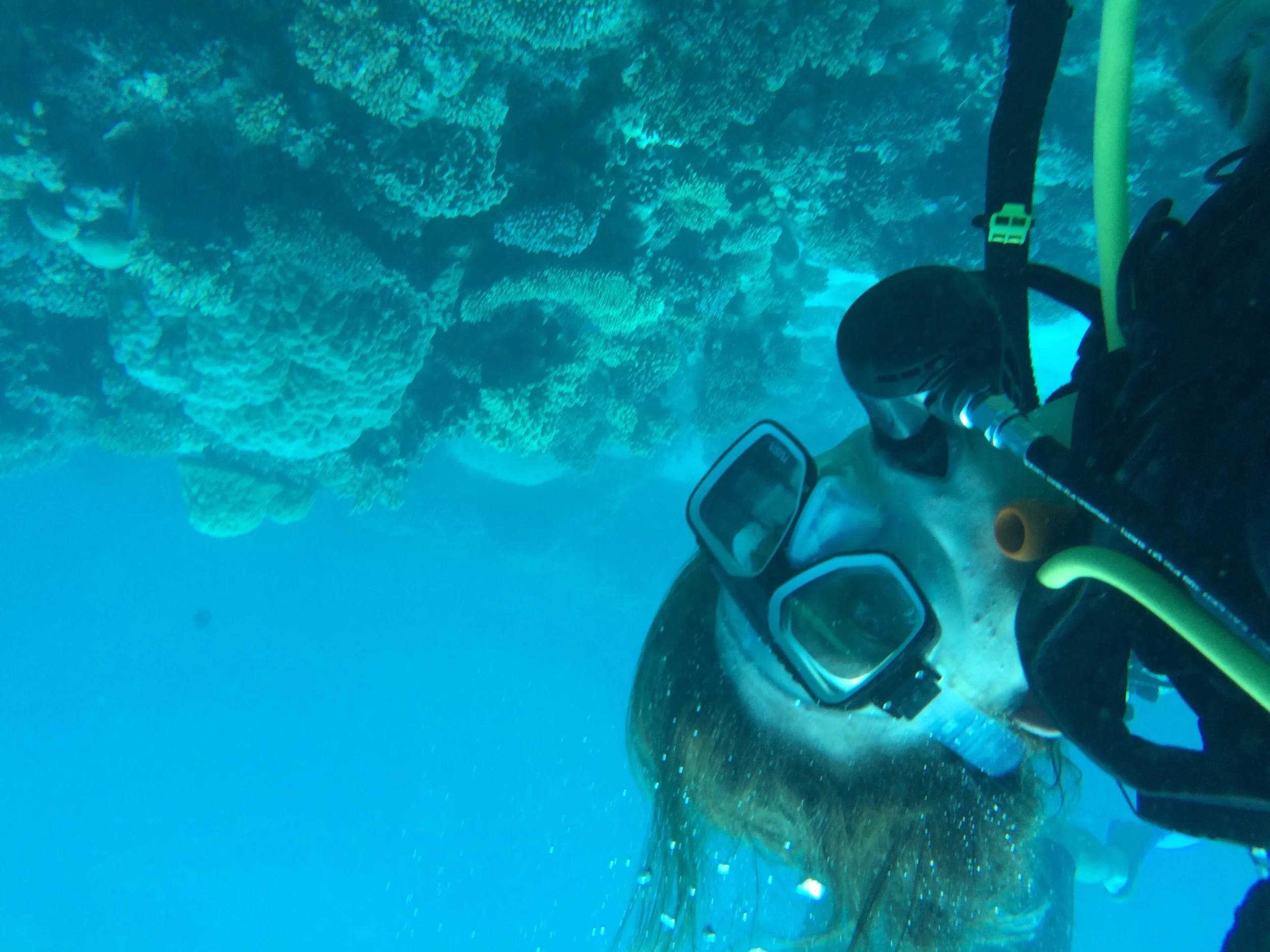 Austraila-Great Barrier Reef-Scuba Dive-Dive Face.JPG