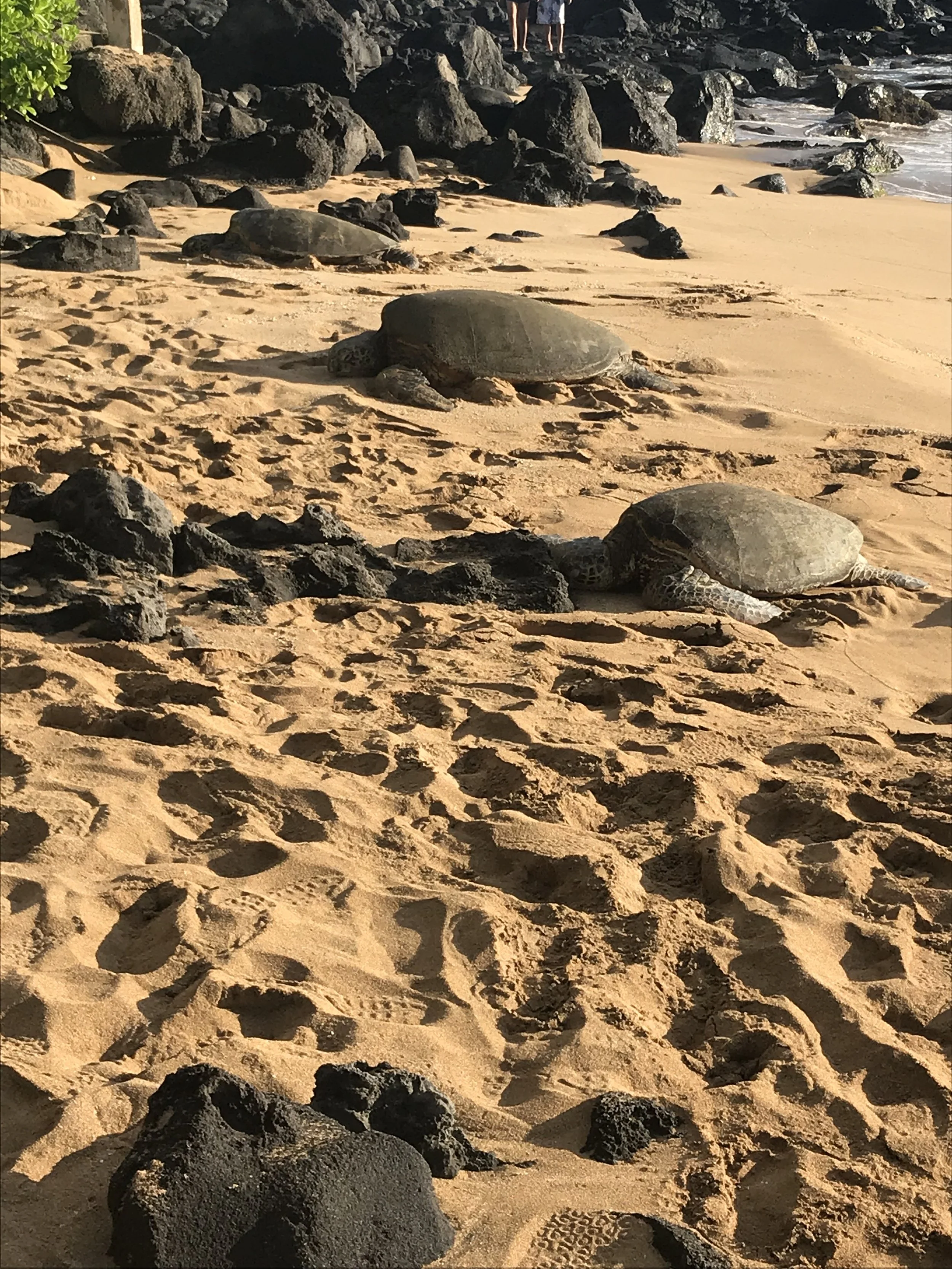 Maui-Sea Turtle Beach.jpeg