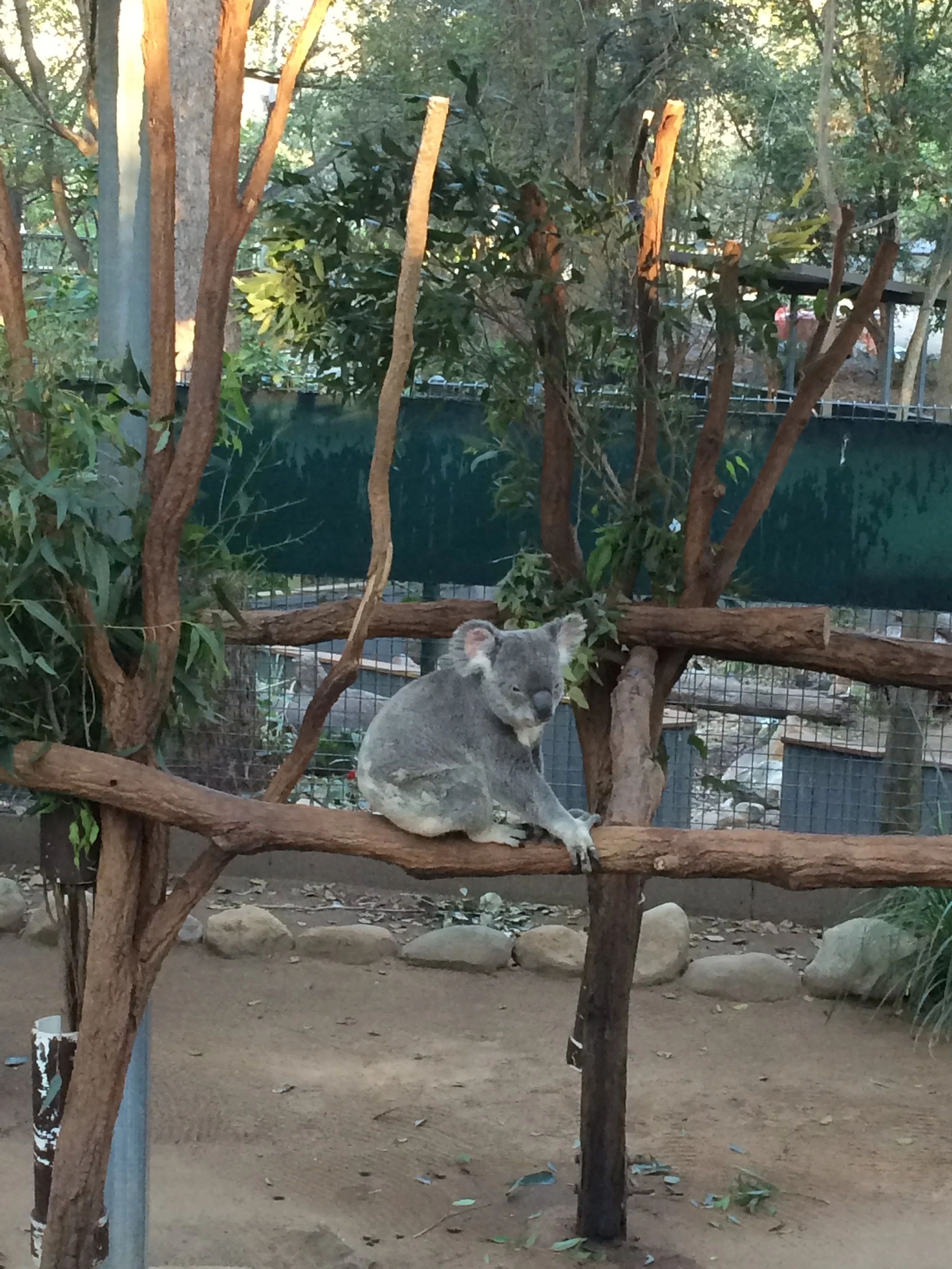 Australia-Lone Pine Koala Sanctuary-Sitting Koala.JPG