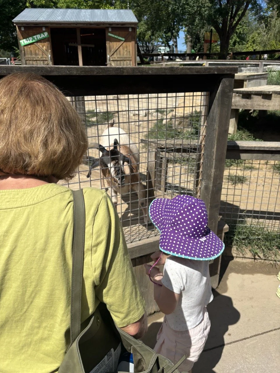 Kansas City Zoo Feed the Goats Kids.jpeg
