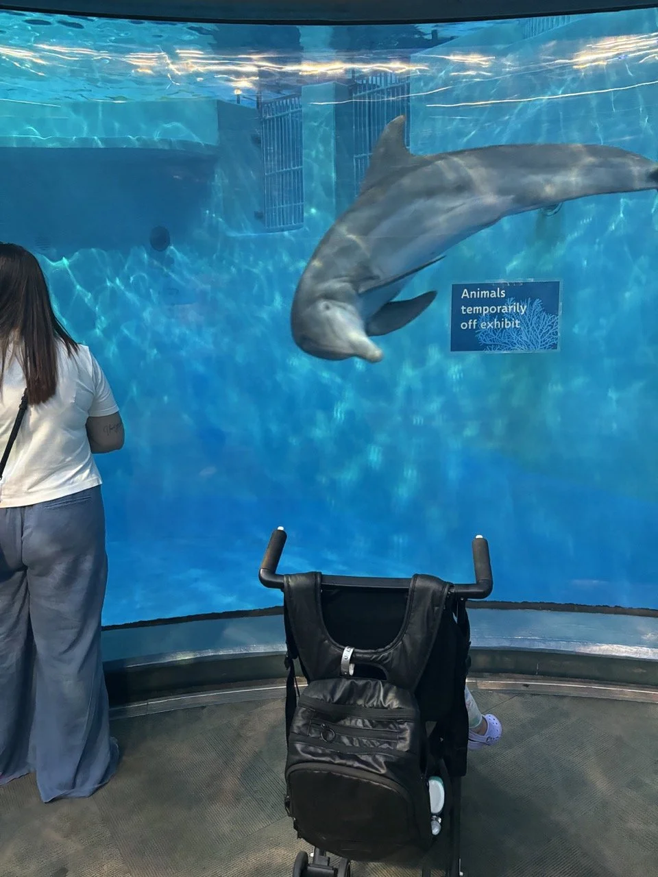 Indianapolis Zoo-Dolphin Exhibit.jpeg