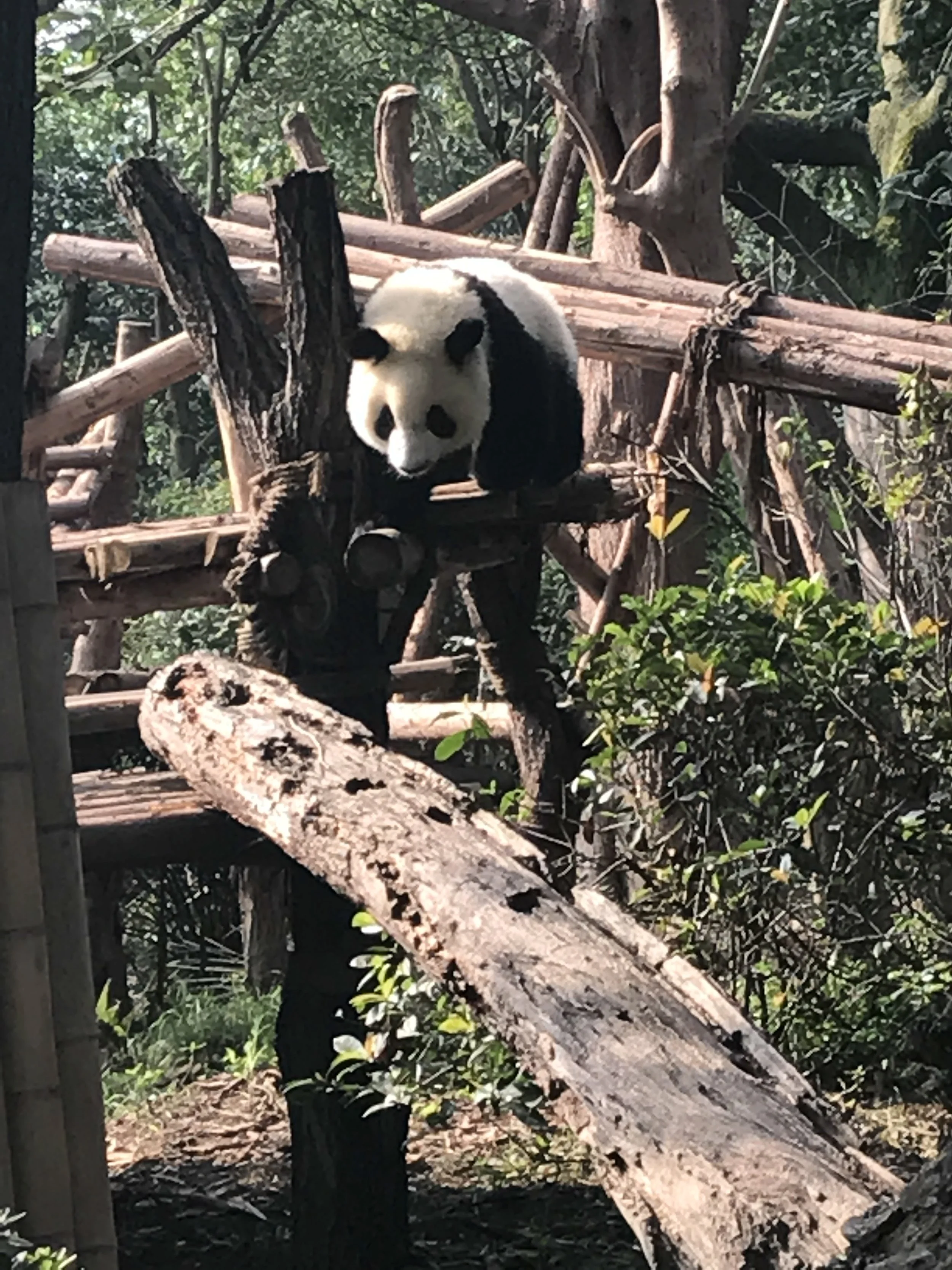 Chengdu Panda Rescue panda in tree.JPG