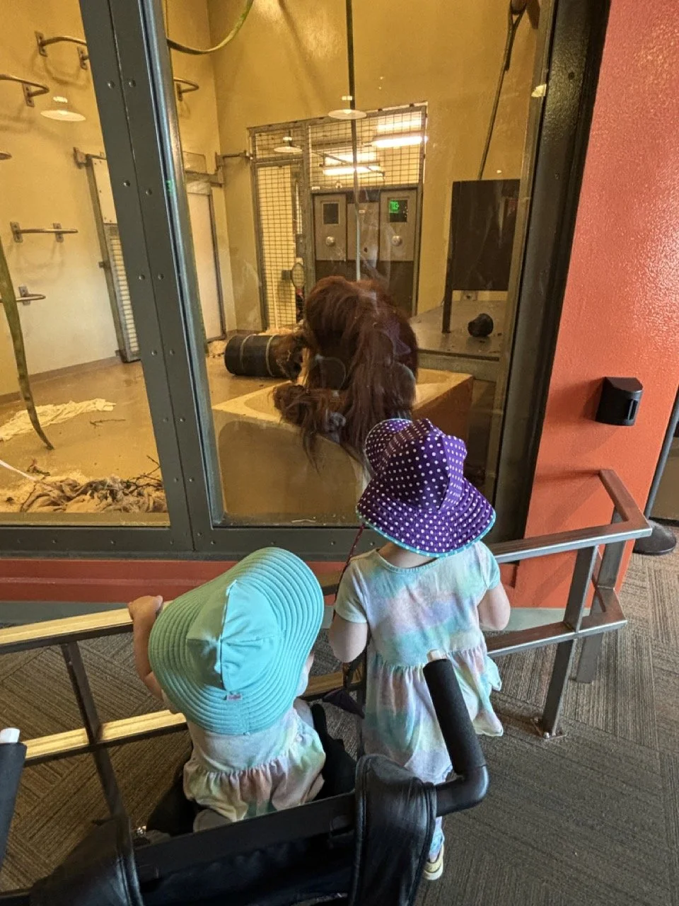 Indianapolis Zoo-Oranguntan Exhibit.jpeg