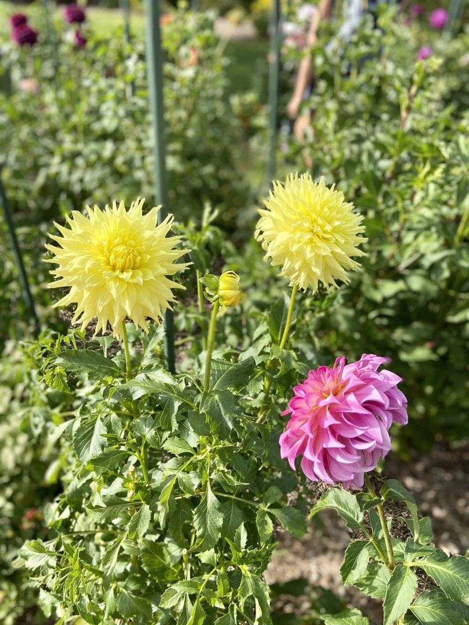Toledo Botanical Garden Flowers.jpeg