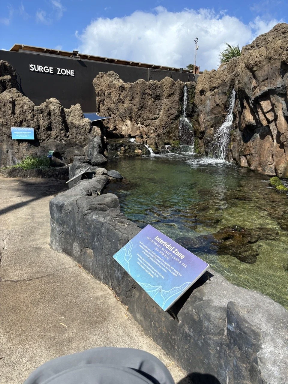 Maui Aquarium of the Pacific Tidal Pool.jpeg