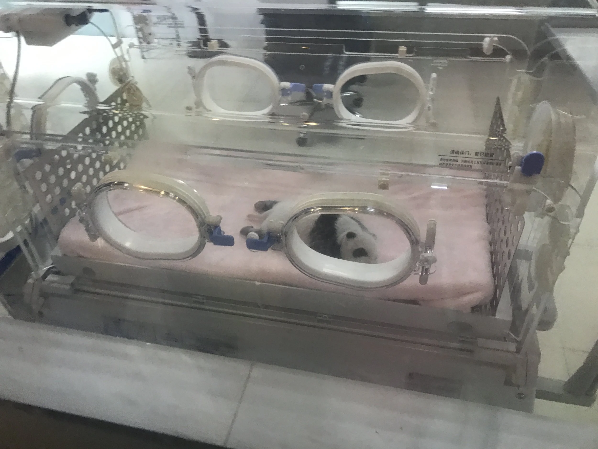 Chengdu Panda Rescue-Newly born panda in the incubator.JPG