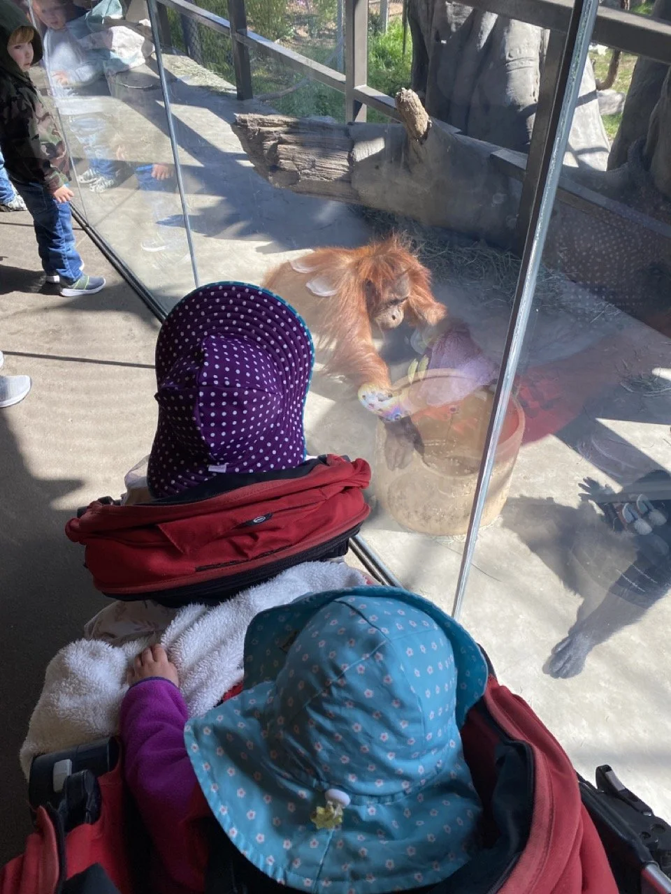 Fresno Chaffee Zoo-Monkey Observation Deck-Double Stroller.jpeg