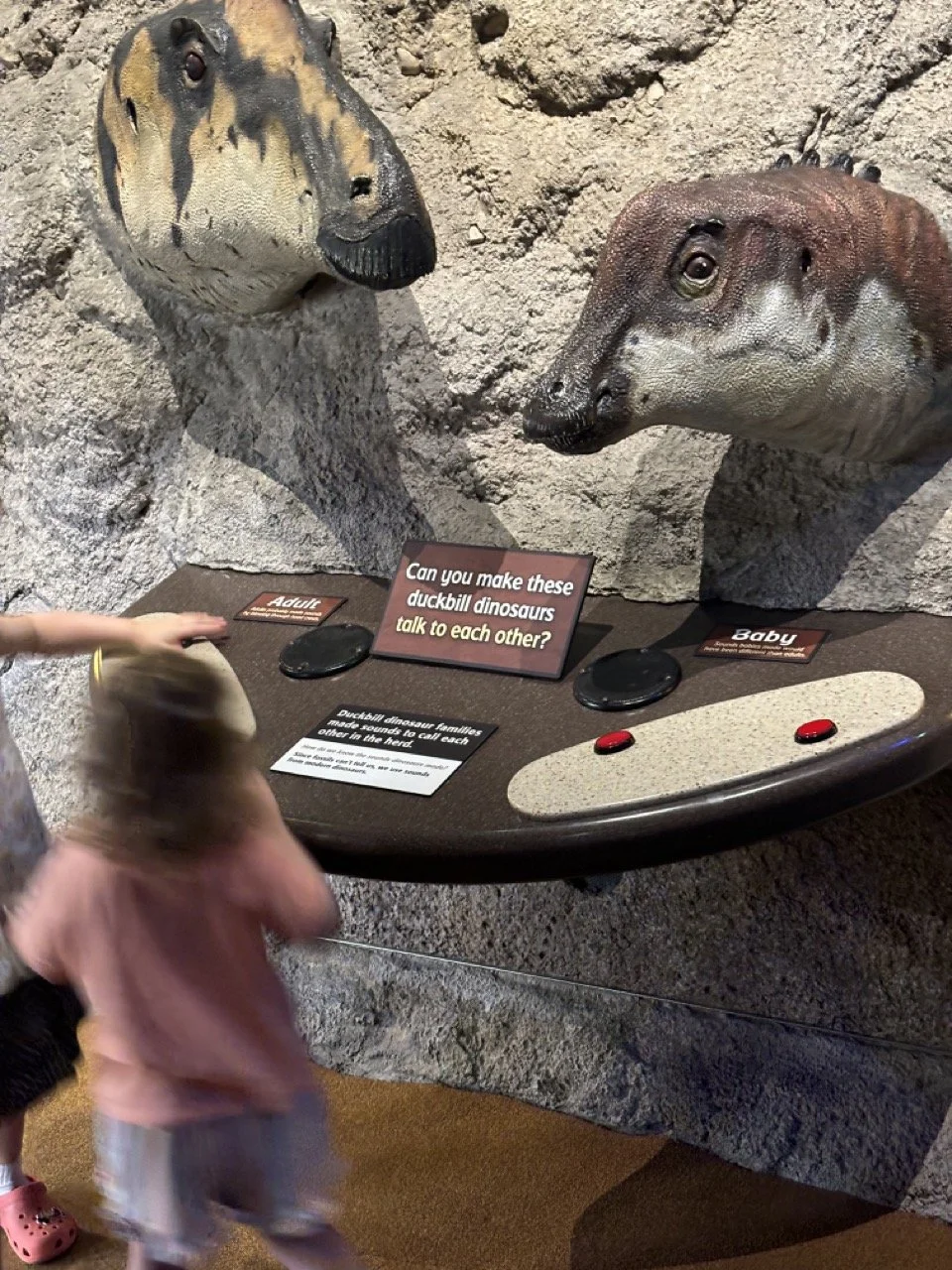 Indianapolis Children_s Museum Dinosaur Fossils.jpeg