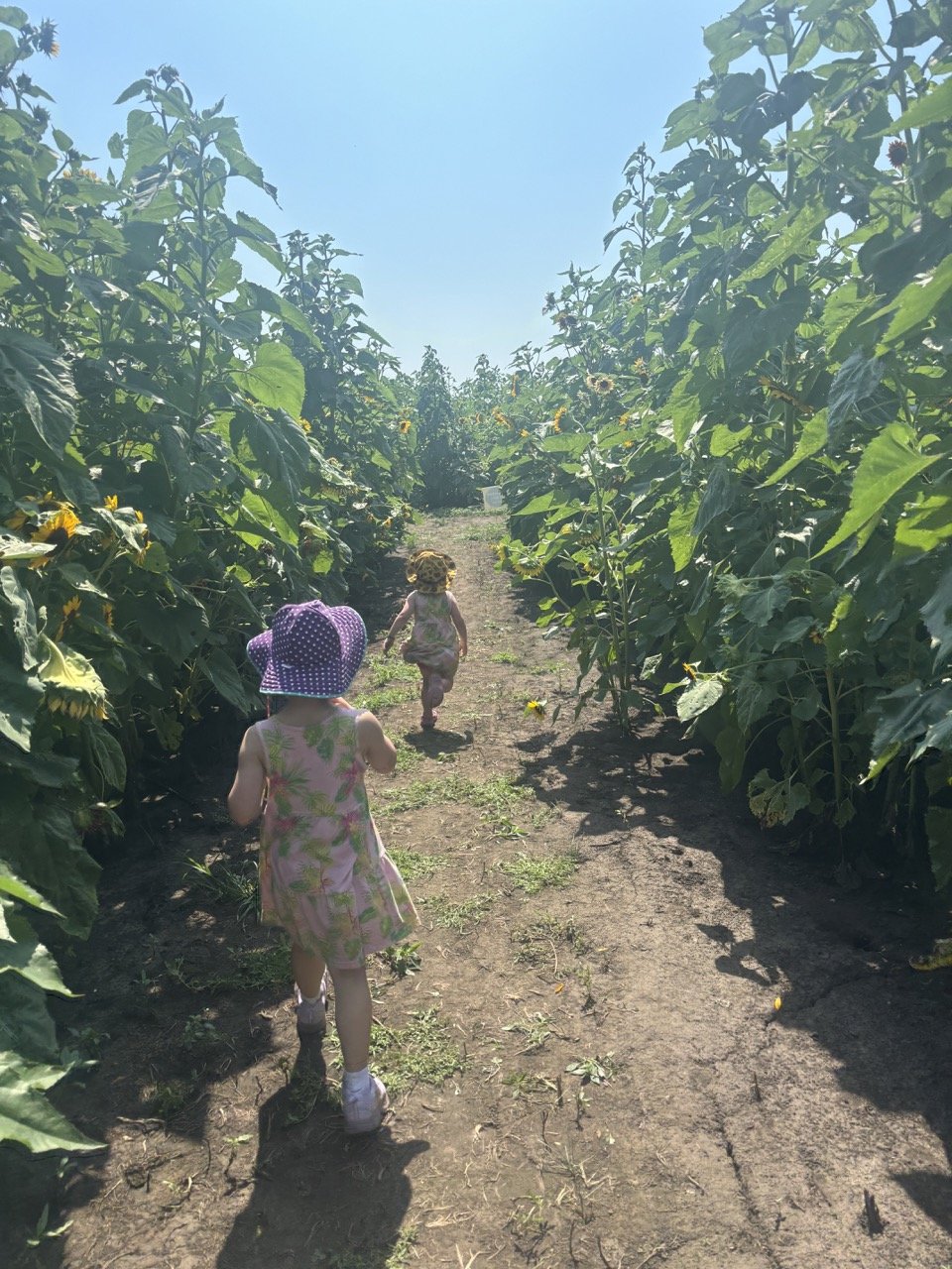 Rader Farms Sunflower Fields Running kids.jpeg