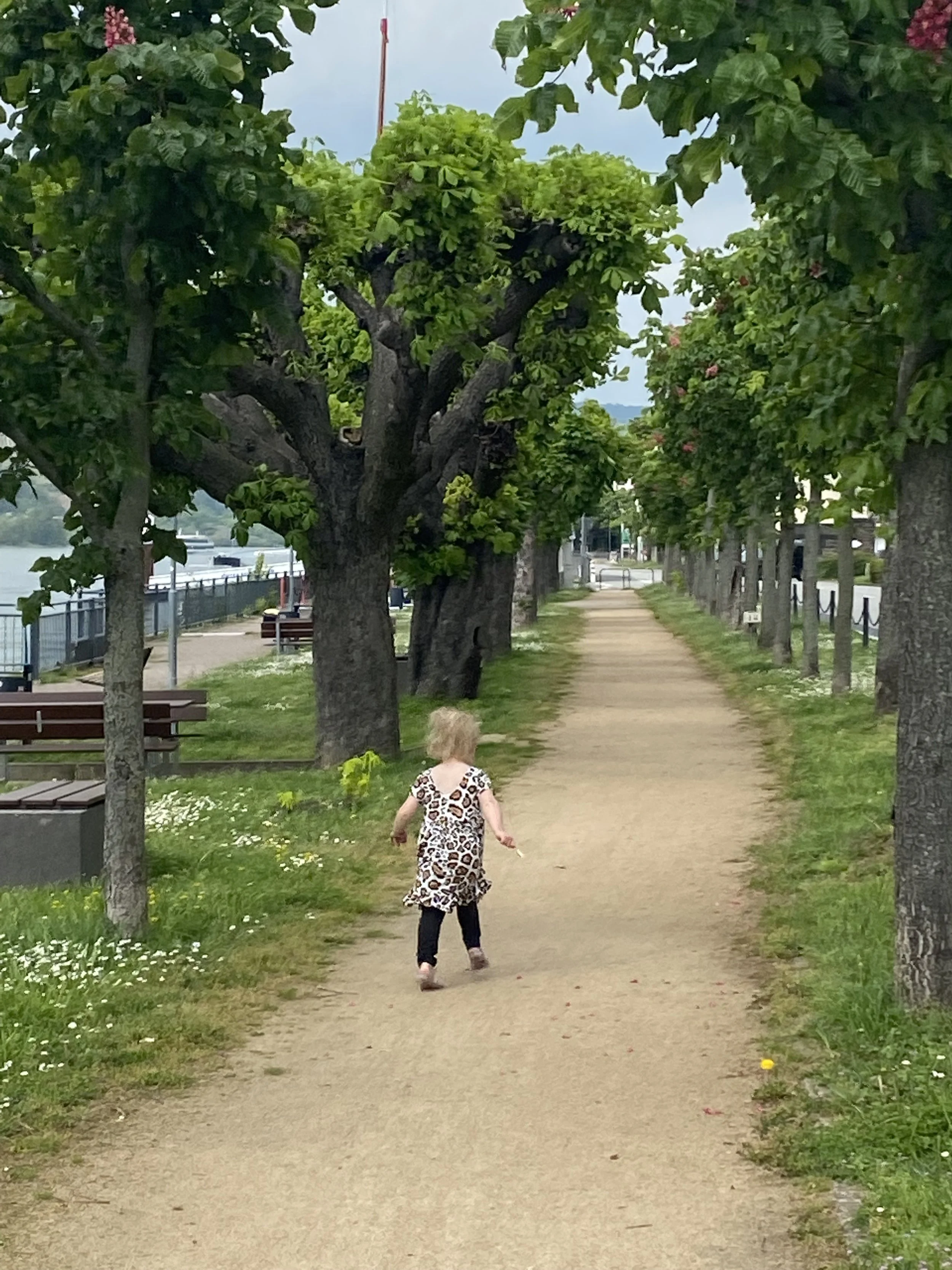 Rhine River Germany River Walk Path Near Castles