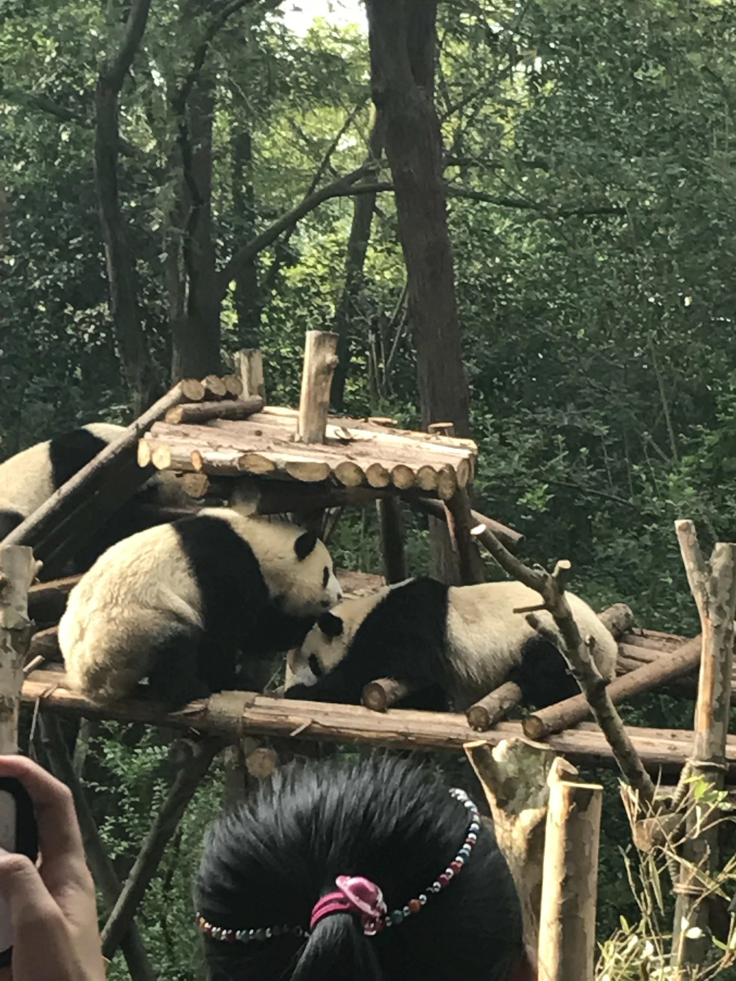 Chengdu Panda Sanctuary panda cuddles.JPG