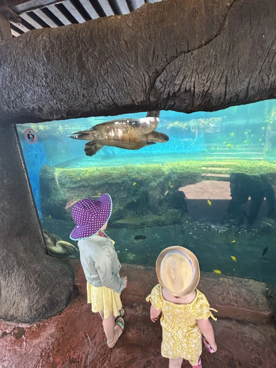 Maui Aquarium of the Pacific Sea Turtle Tank.jpeg