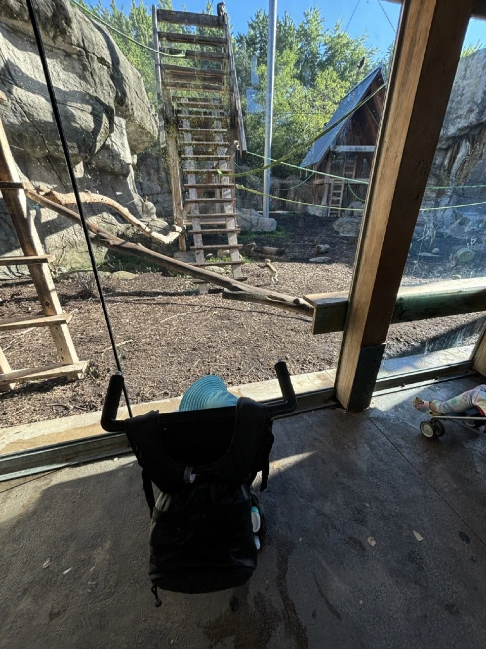 Indianapolis Zoo-Monkey Exhibit-Full Window.jpeg