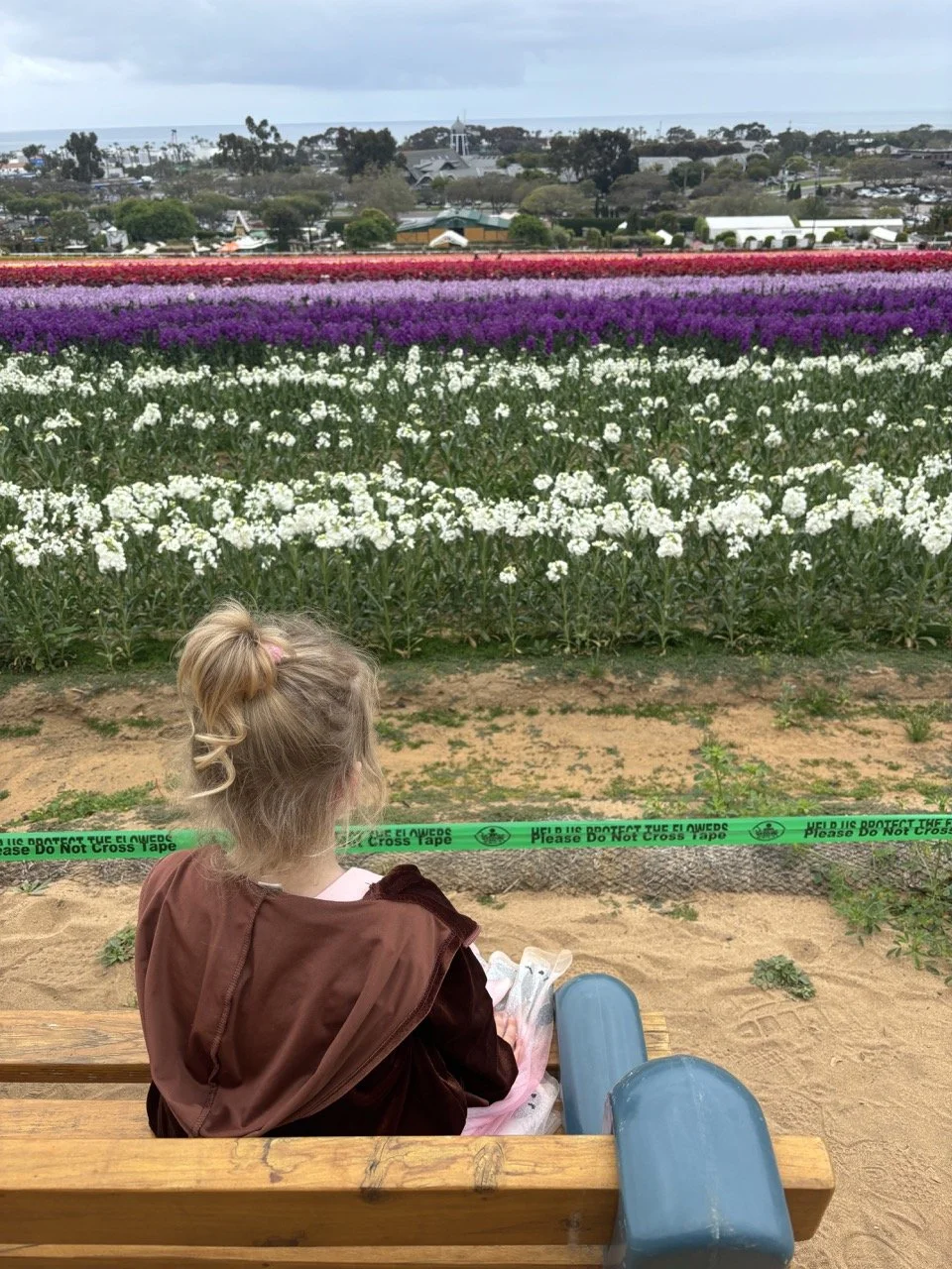 Carlsbad Flower Fields, San Diego, California