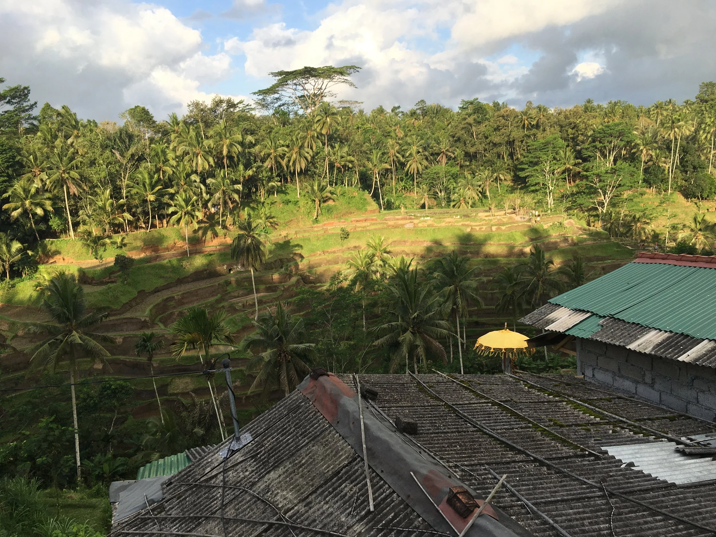 Indonesia-Bali Rice Terraces.JPG