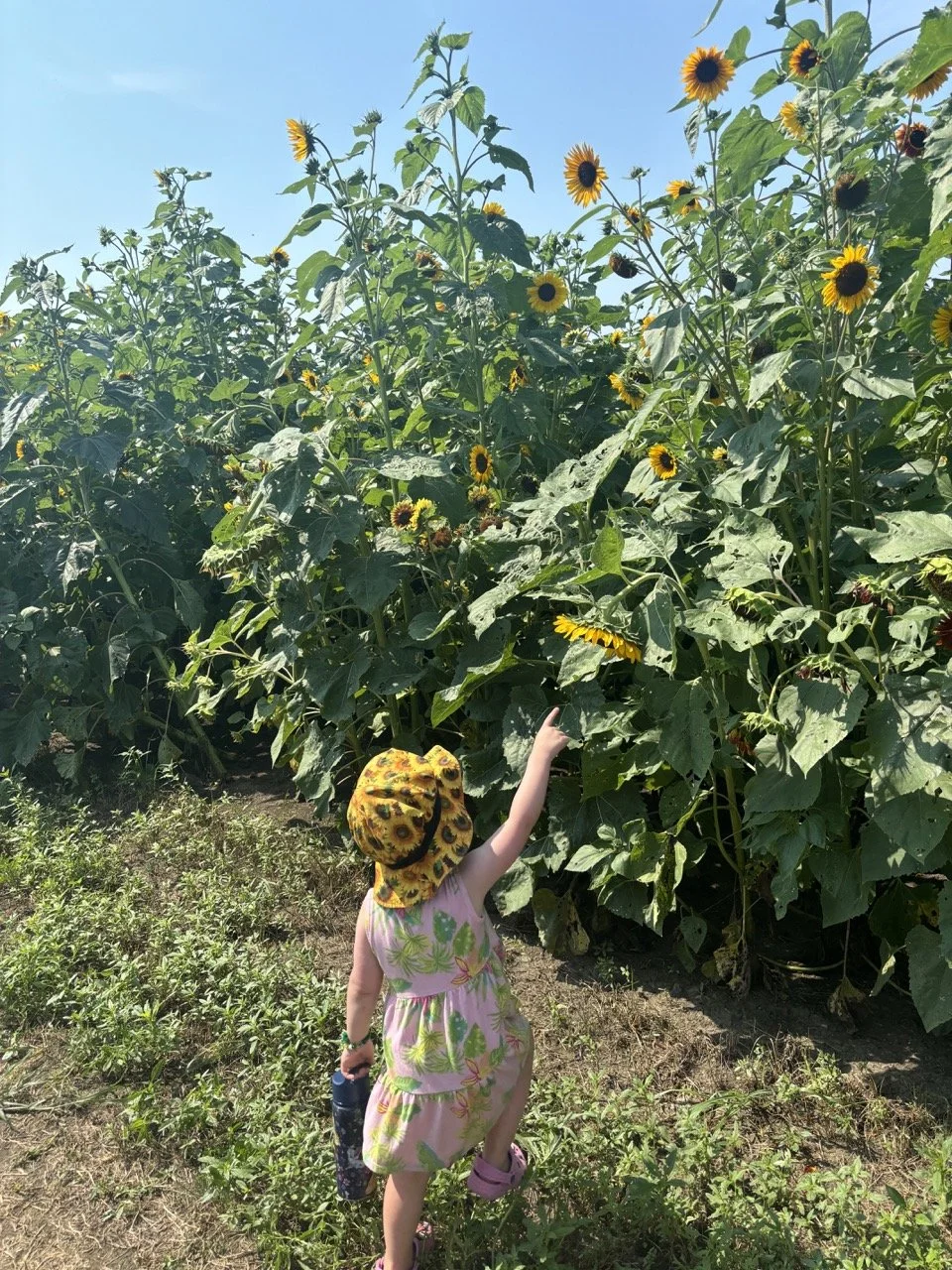 Rader Farms Sunflower Festival Bloomington Illinois Kids.jpeg