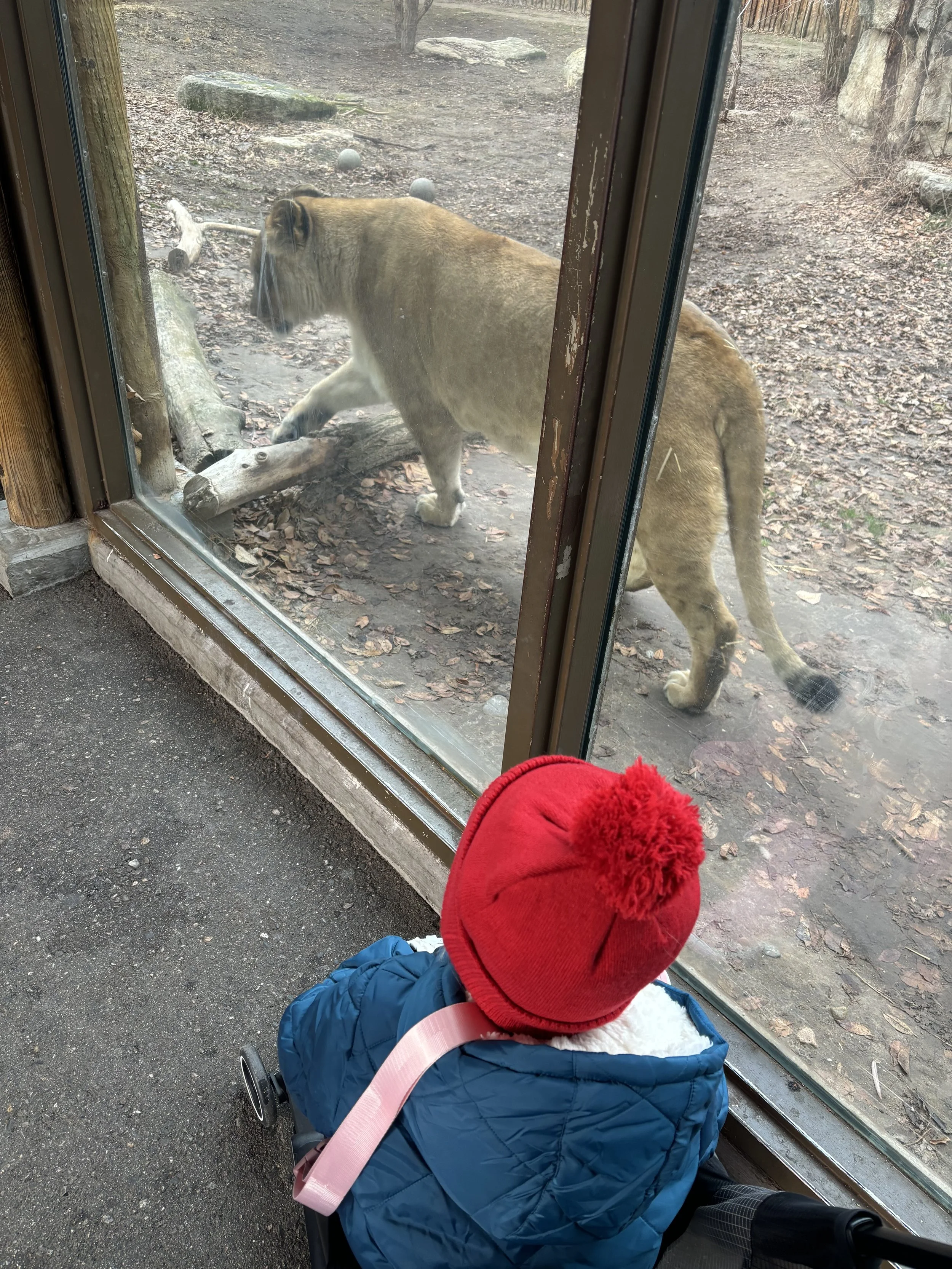 Zoo Boise Close Lion.jpeg