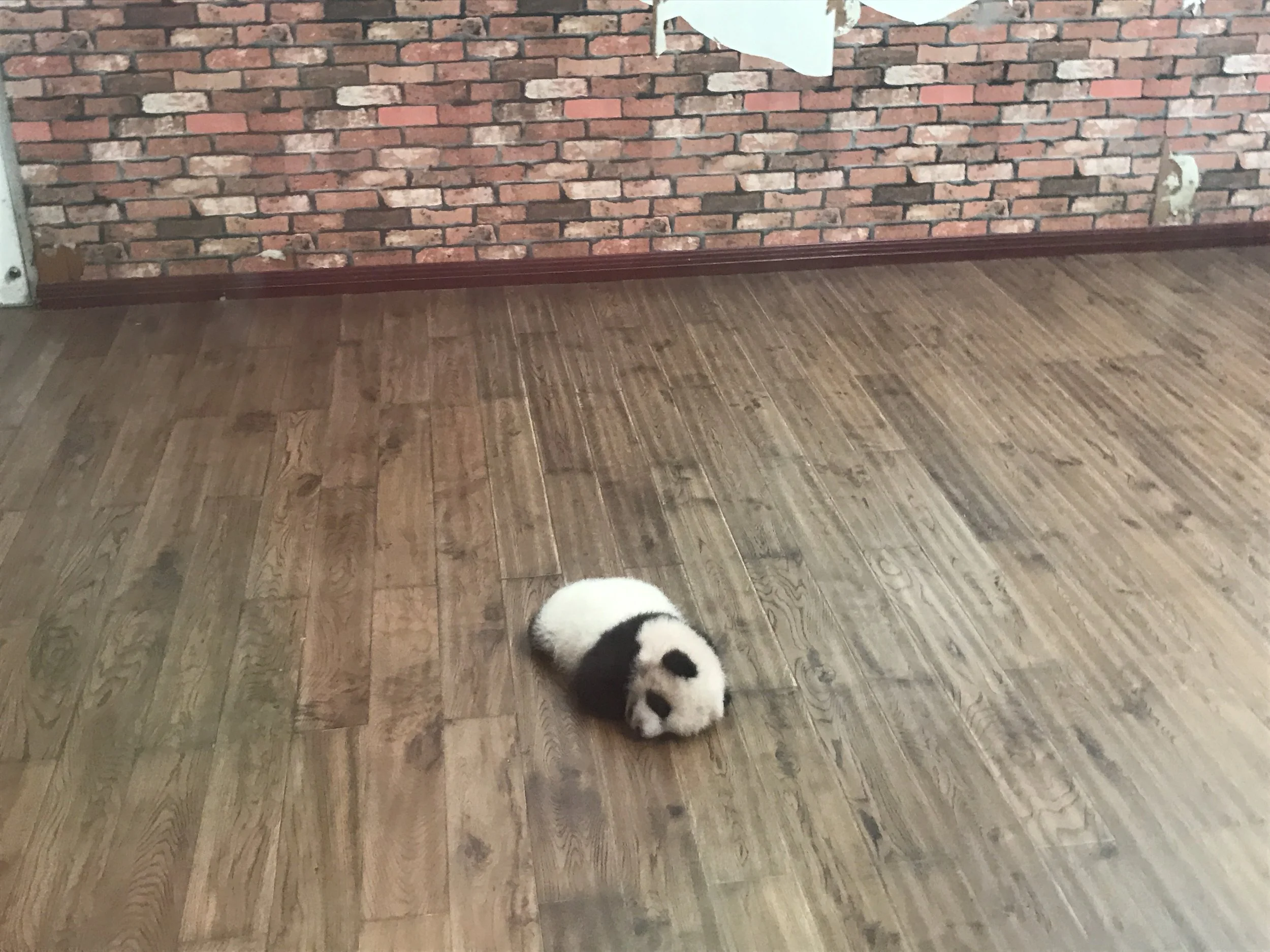 Chengdu China Panda Sanctuary-Panda sleeping in nursury.JPG